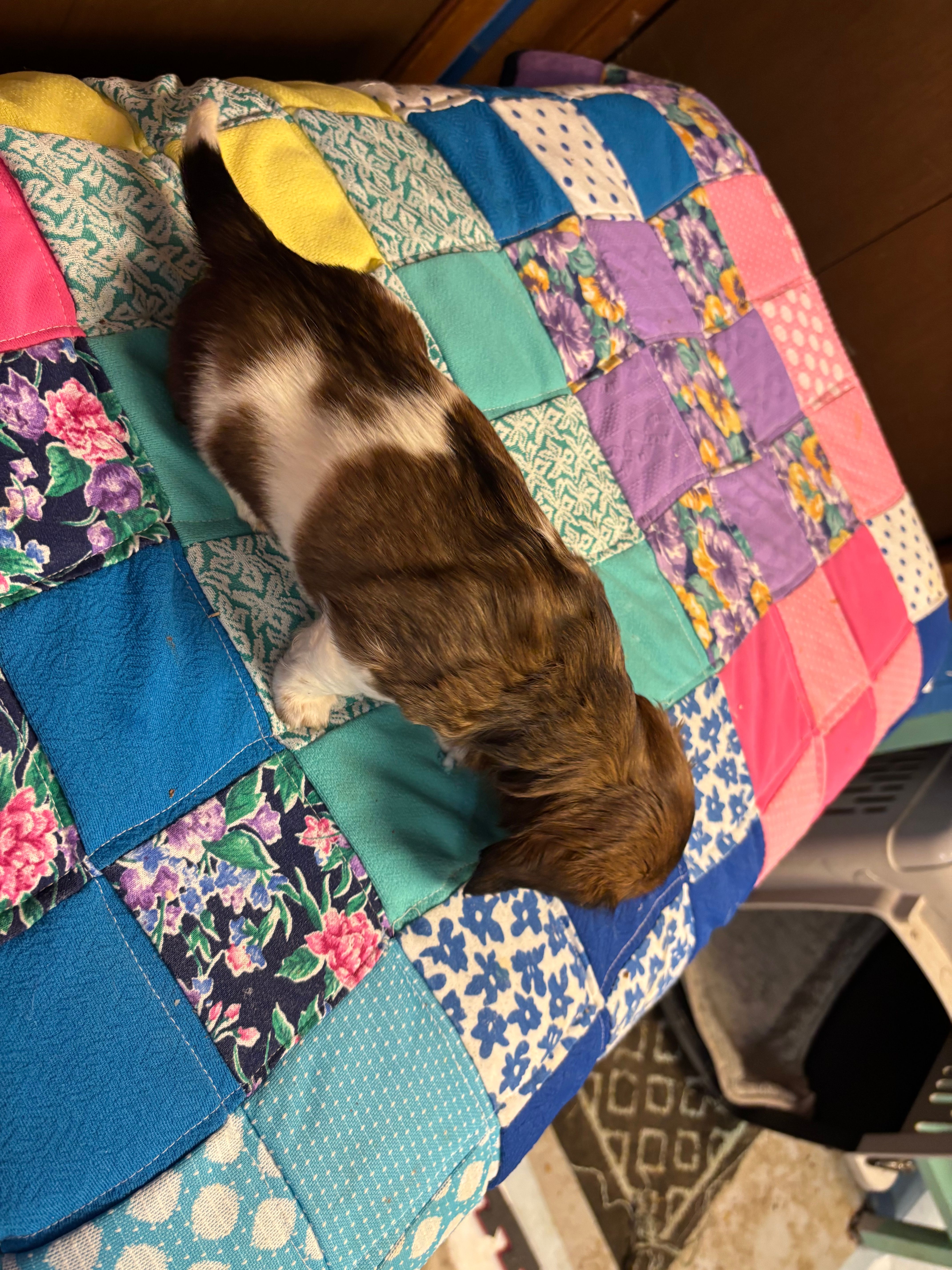 Fancy AKC – Miniature Dachshund puppy for sale in Melrose, MN