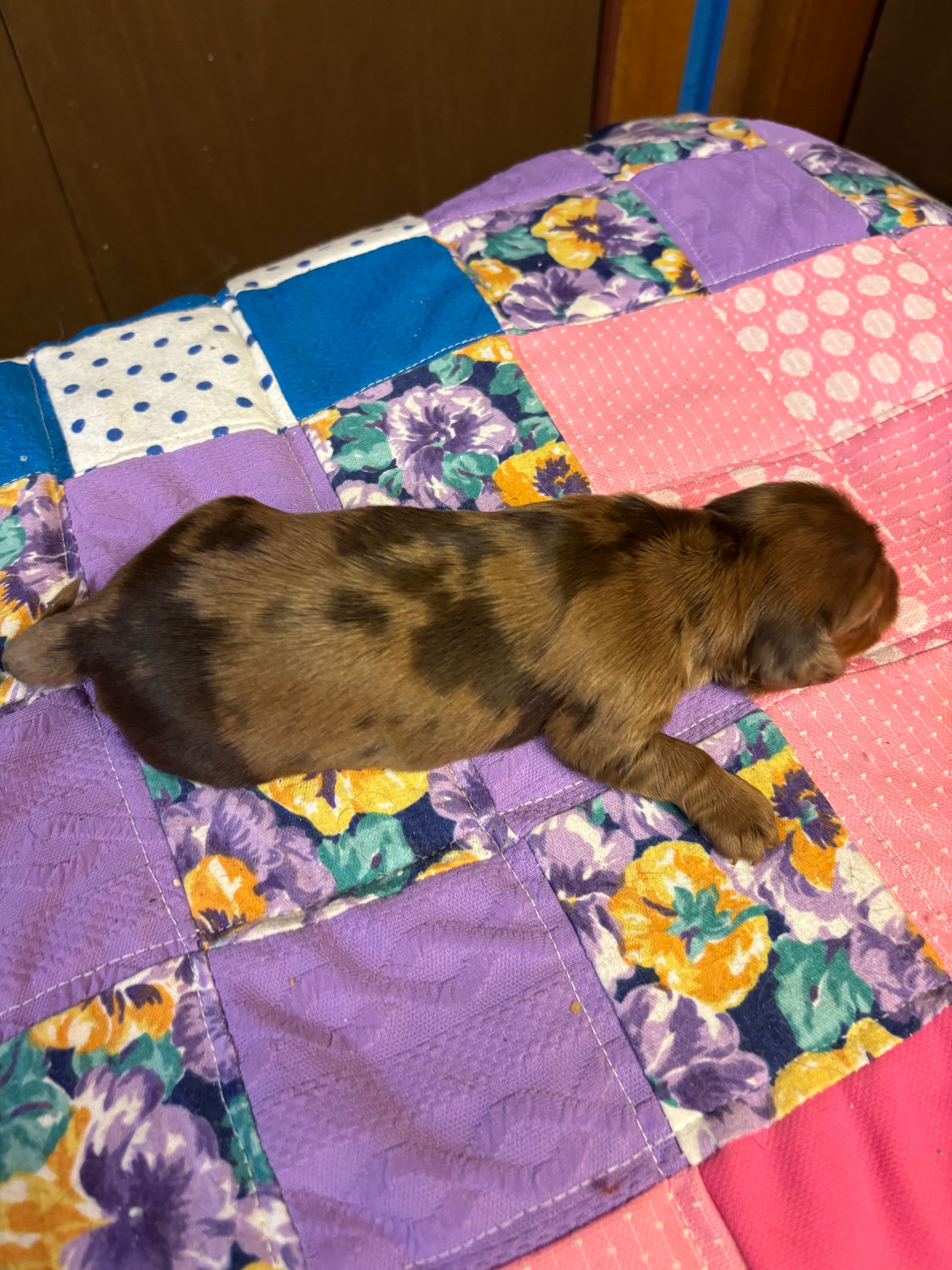 Benji AKC – Miniature Dachshund puppy for sale in Melrose, MN