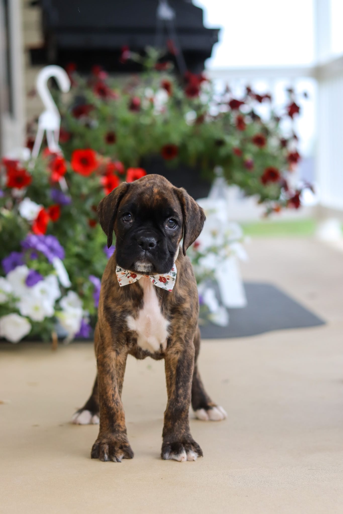 Layla – Boxer puppy for sale in Dundee, OH