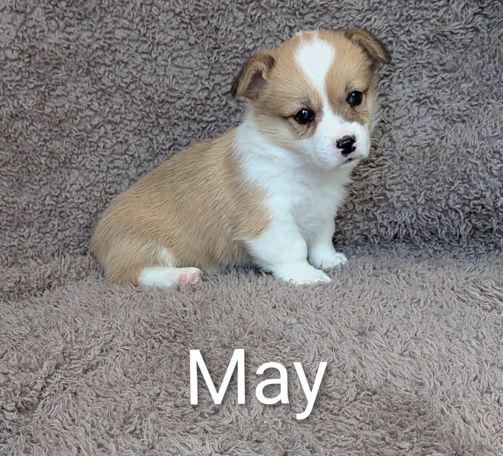 May – Pembroke Welsh Corgi puppy for sale in Princeton, MN