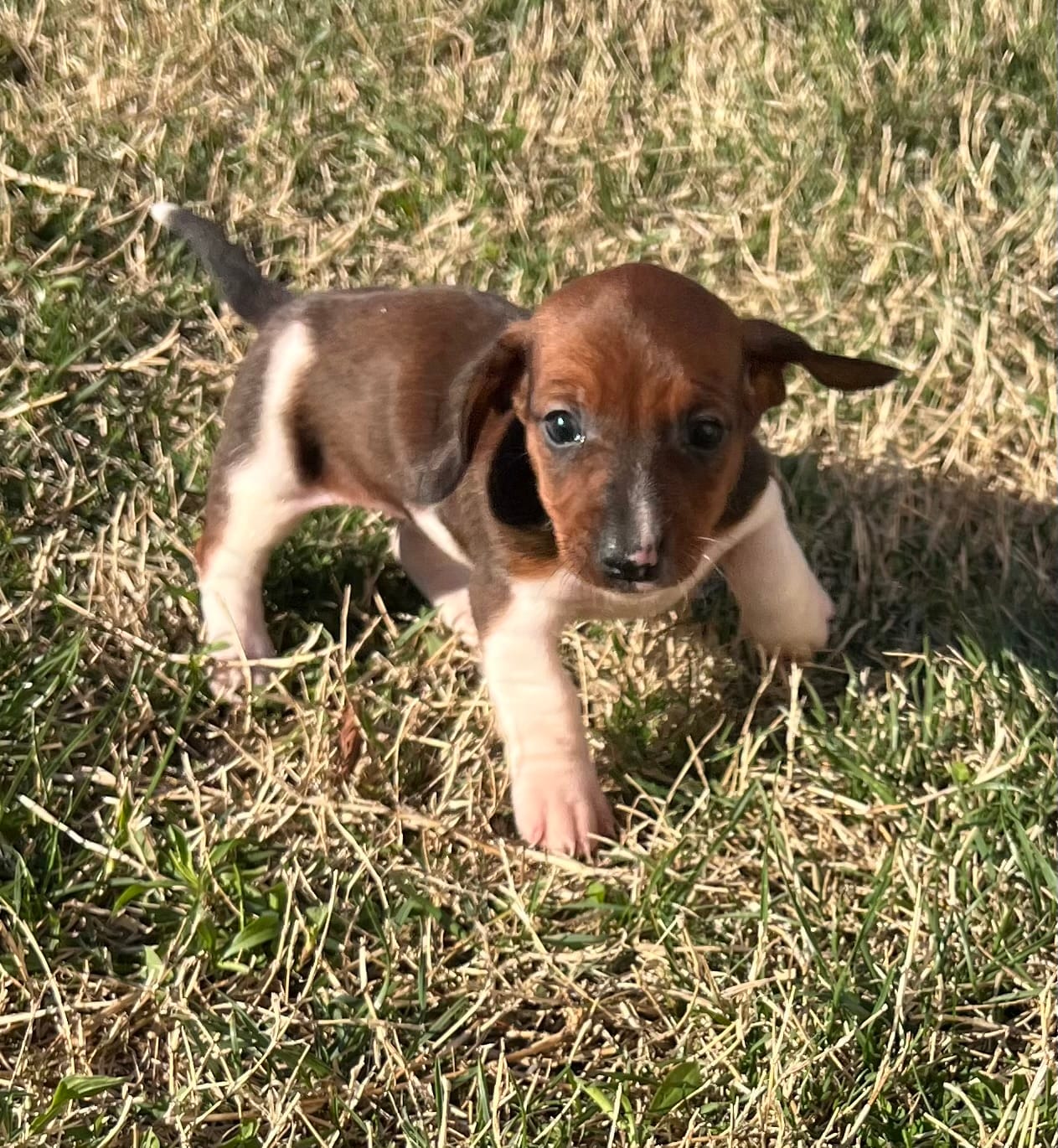 Bella – Miniature Dachshund puppy for sale in Republic, MO