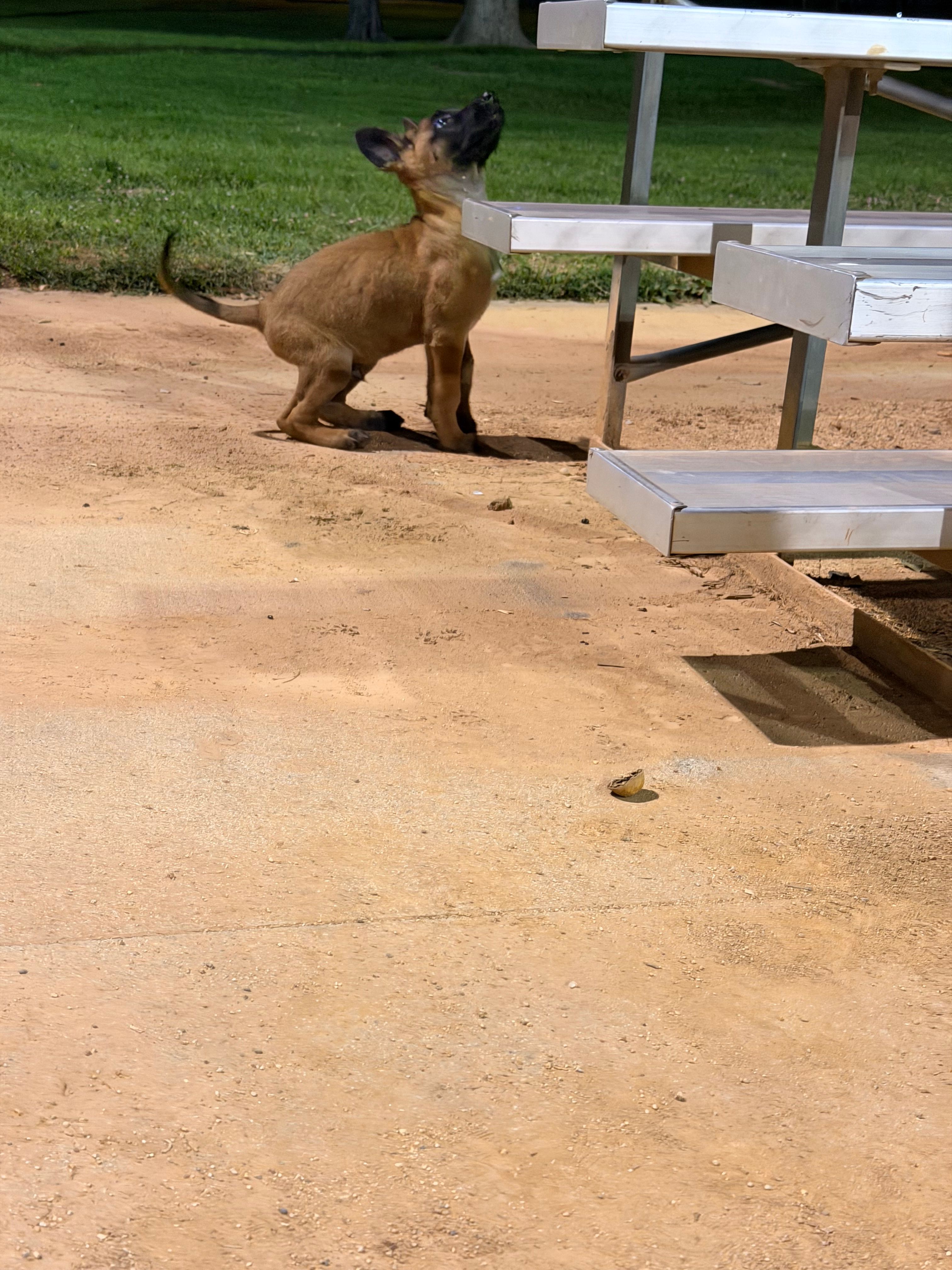 Yetti  – Belgian Malinois puppy for sale in Los Angeles, CA