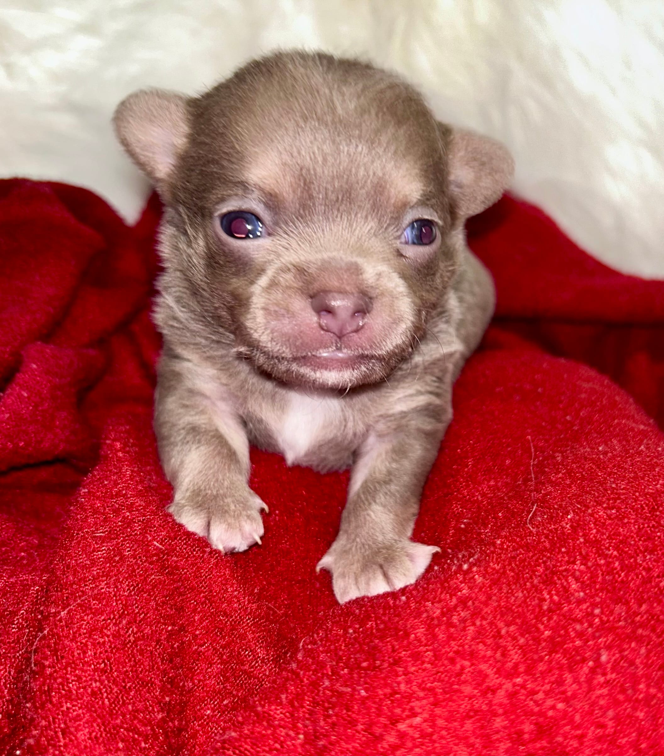 Chester – Chihuahua puppy for sale in The Woodlands, TX