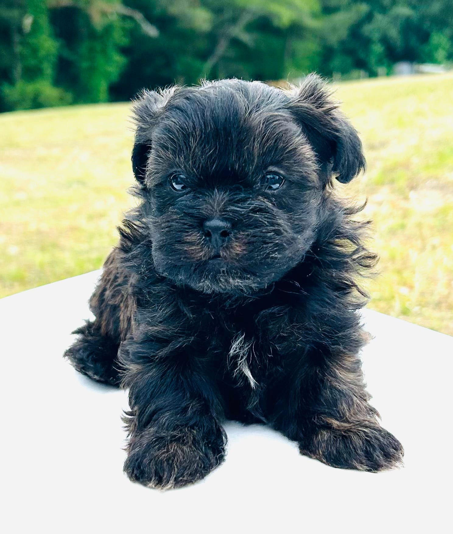 Curly – Shihpoo puppy for sale in Tarboro, NC