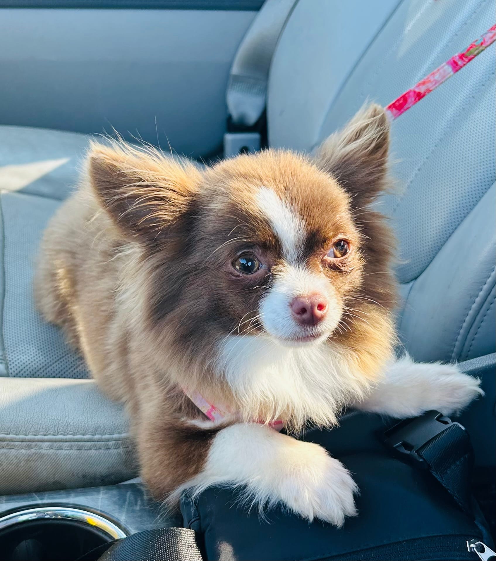 Tilly – Chihuahua puppy for sale in Tarboro, NC