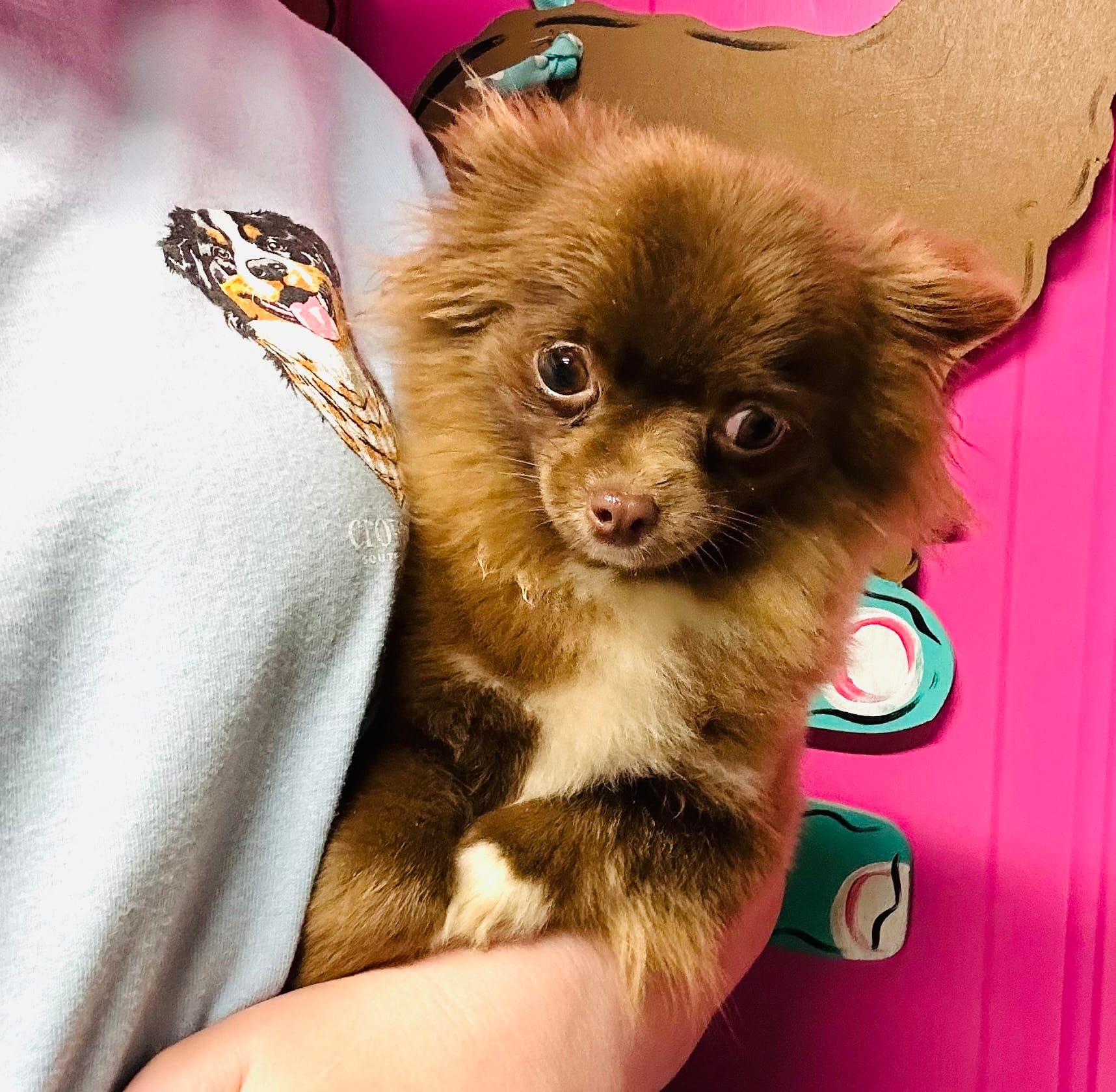 Tate – Chihuahua puppy for sale in Tarboro, NC