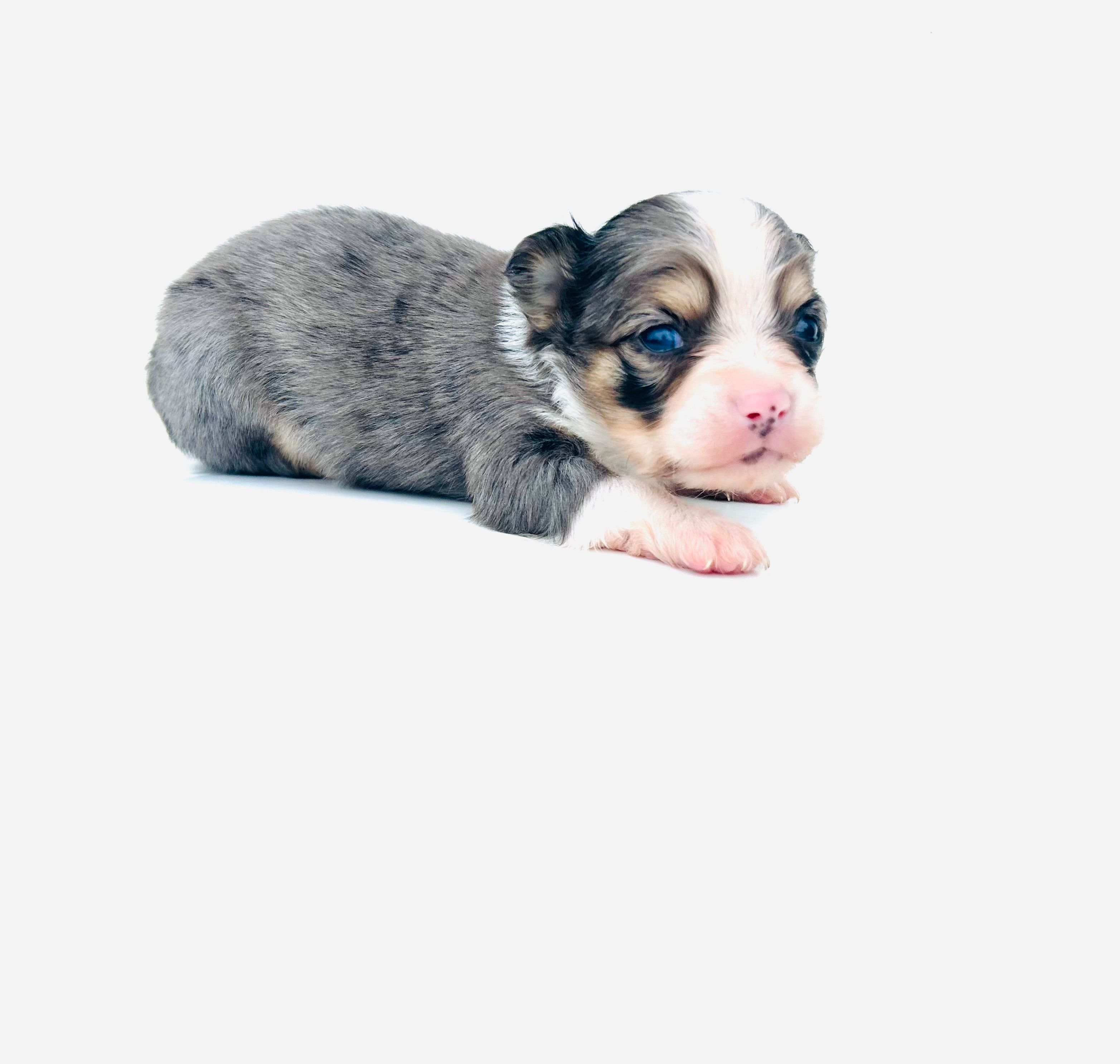 Tigger – Chihuahua puppy for sale in Tarboro, NC