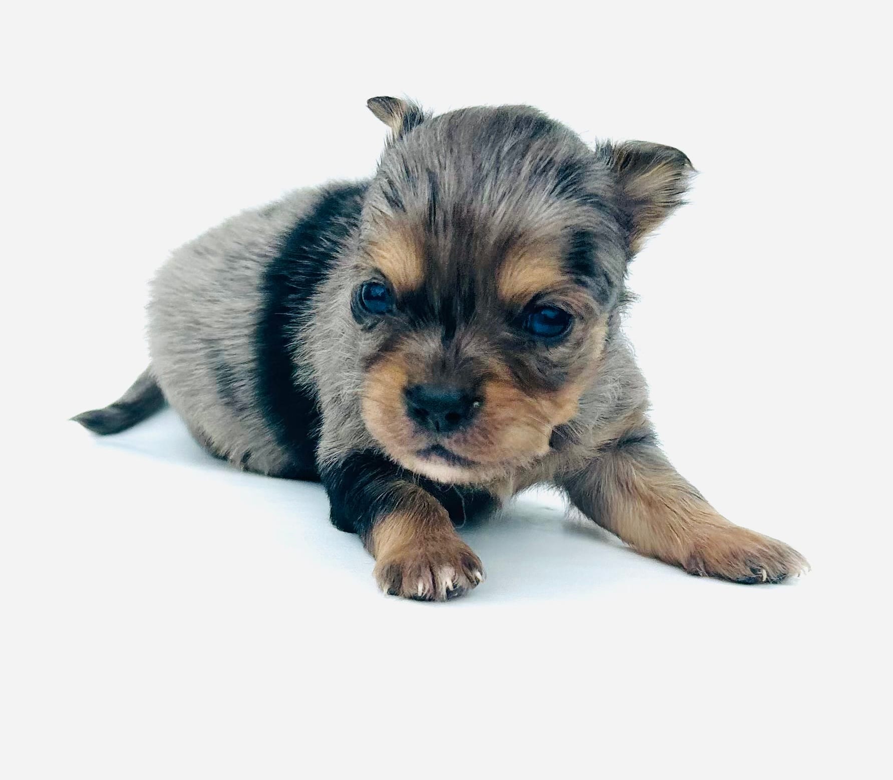 Pooh – Chihuahua puppy for sale in Tarboro, NC