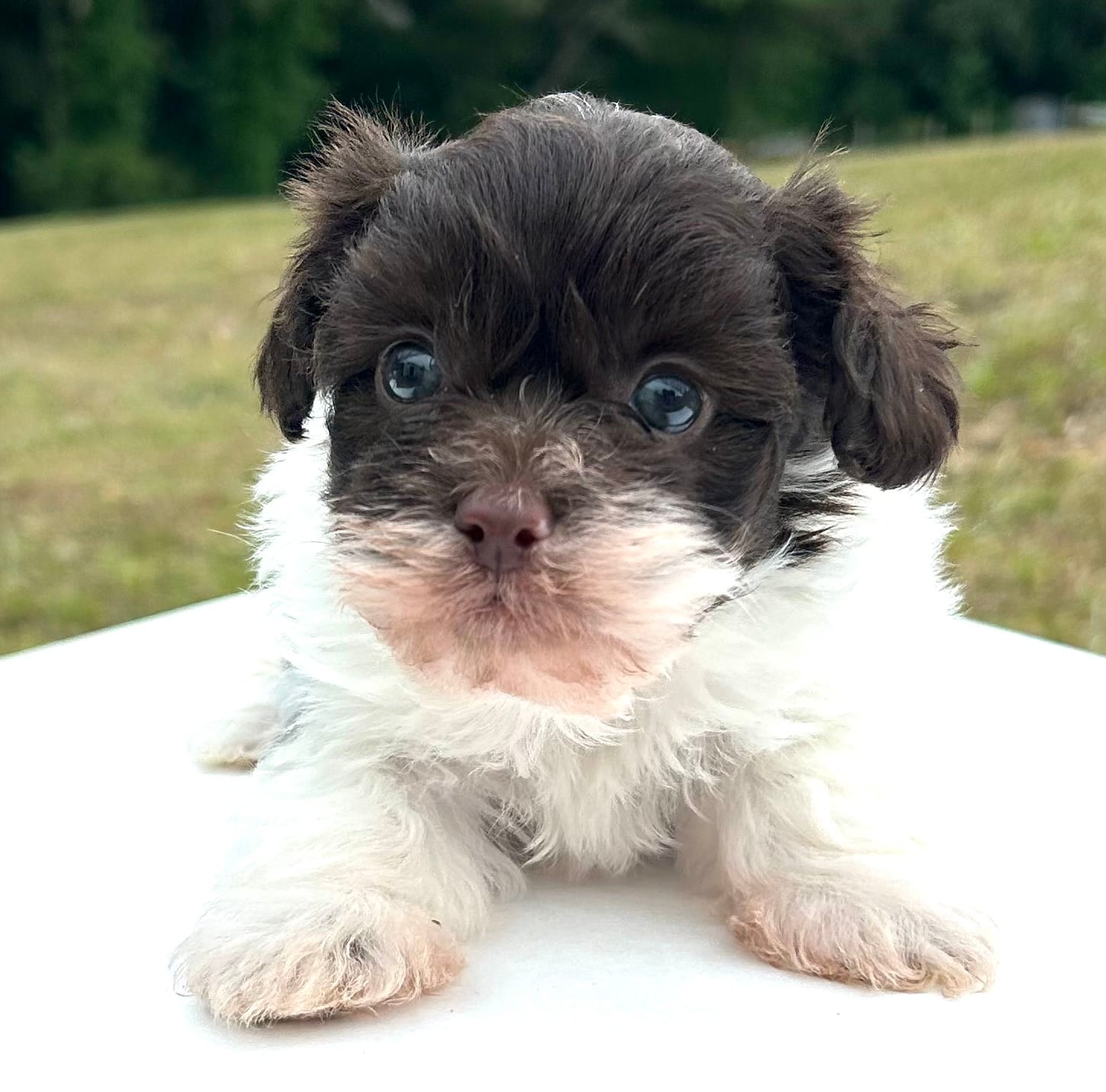 Larry – Shihpoo puppy for sale in Tarboro, NC