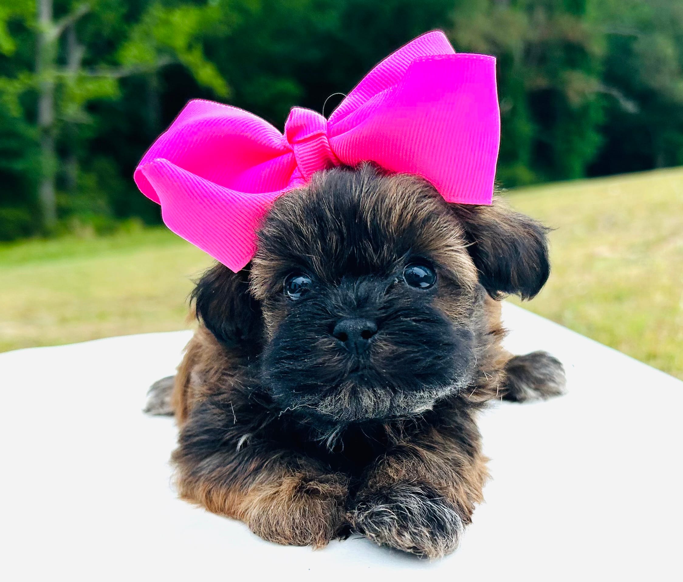 Moe – Shihpoo puppy for sale in Tarboro, NC