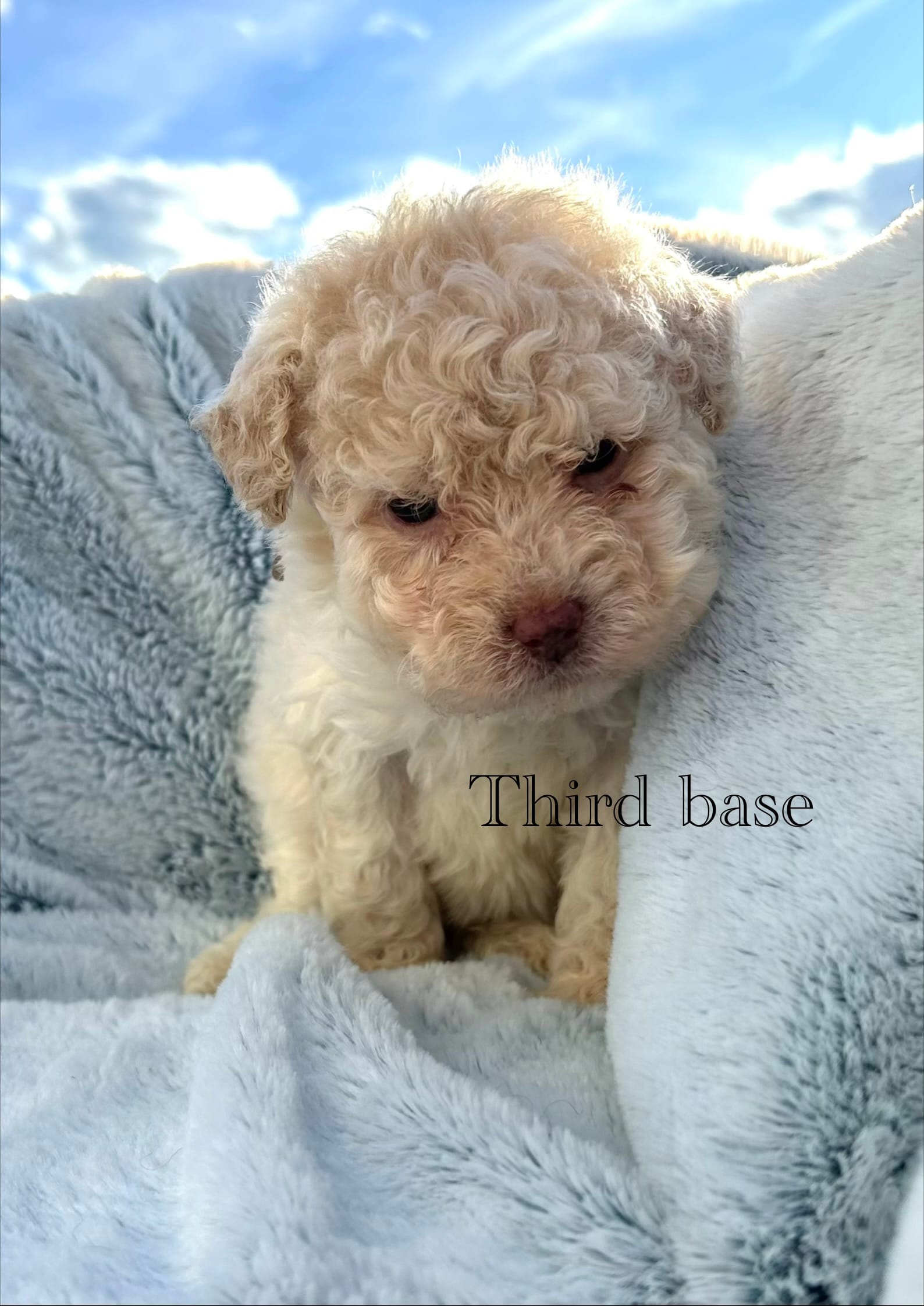 Third base – Poodle - Toy  puppy for sale in Tarboro, NC