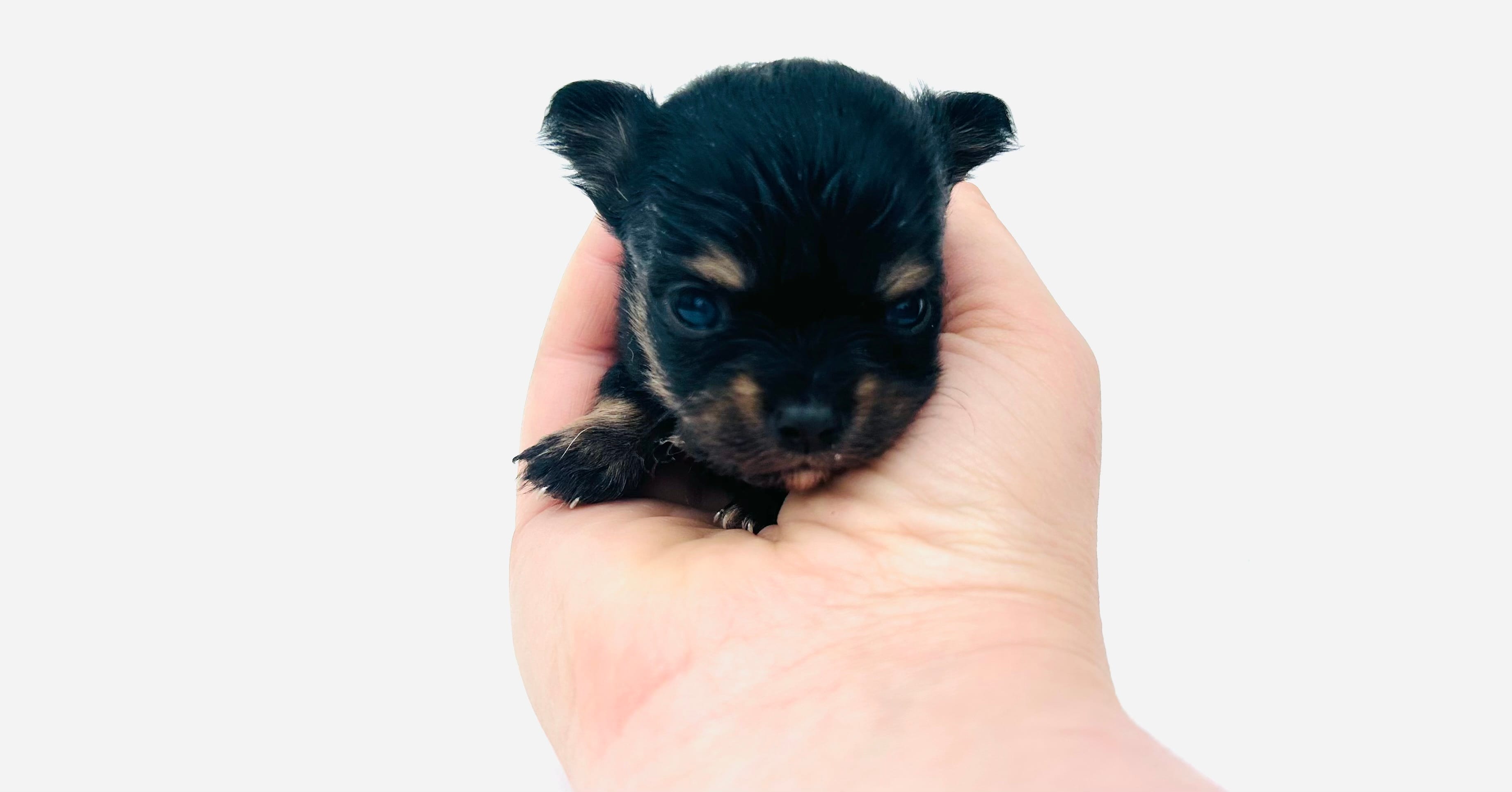 Roo – Chihuahua puppy for sale in Tarboro, NC