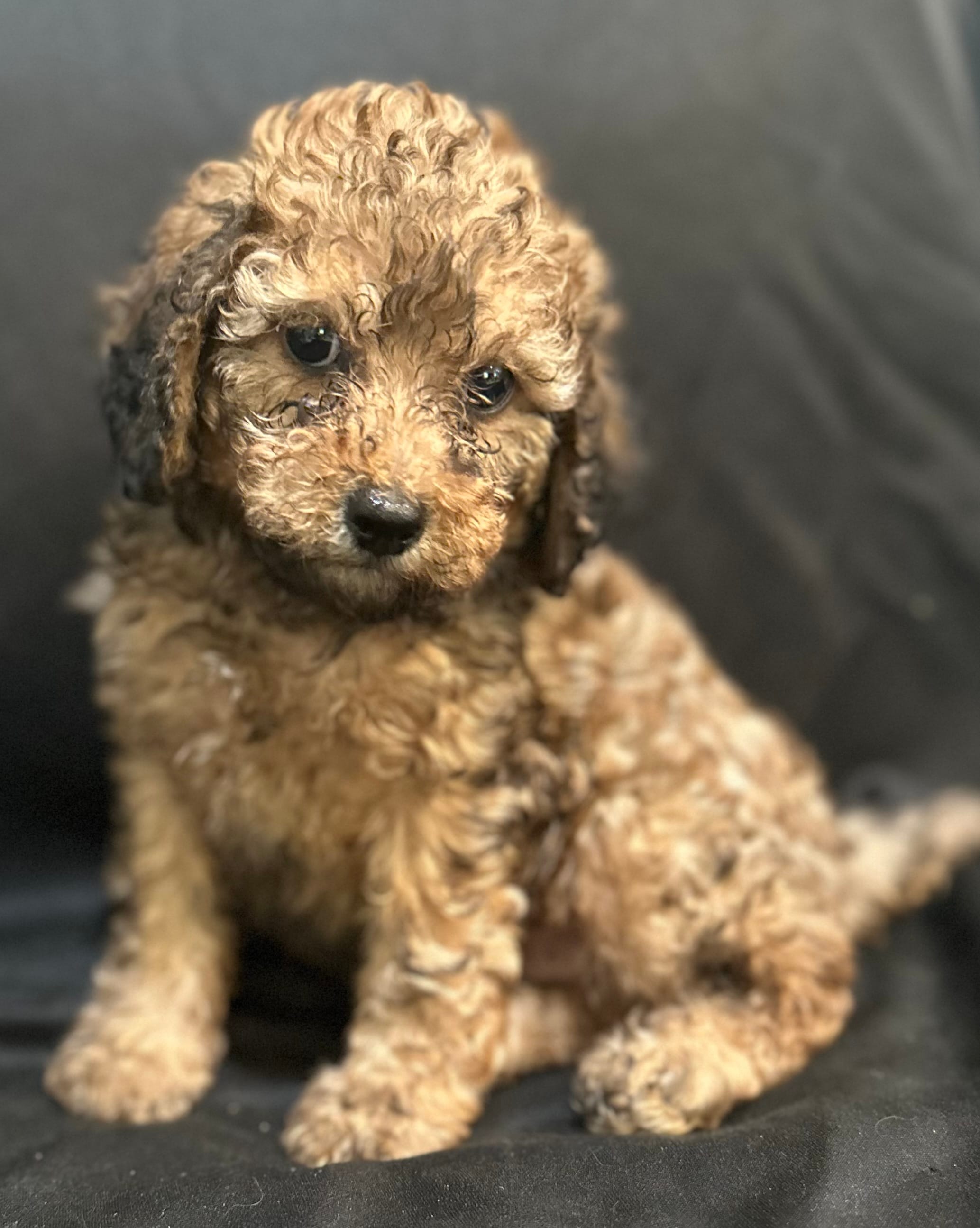 Curly male  – Goldendoodle puppy for sale in Stephenville, TX