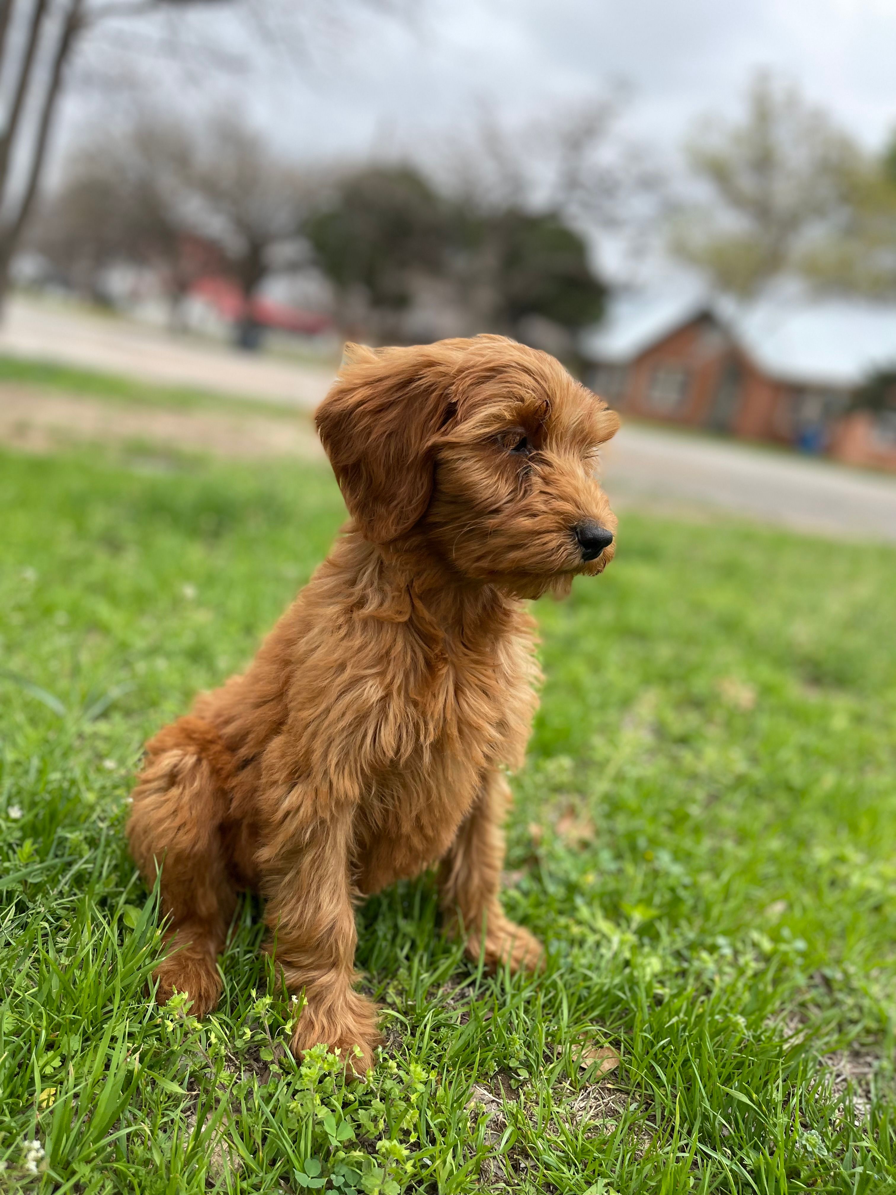 Red female  – Goldendoodle puppy for sale in Stephenville, TX