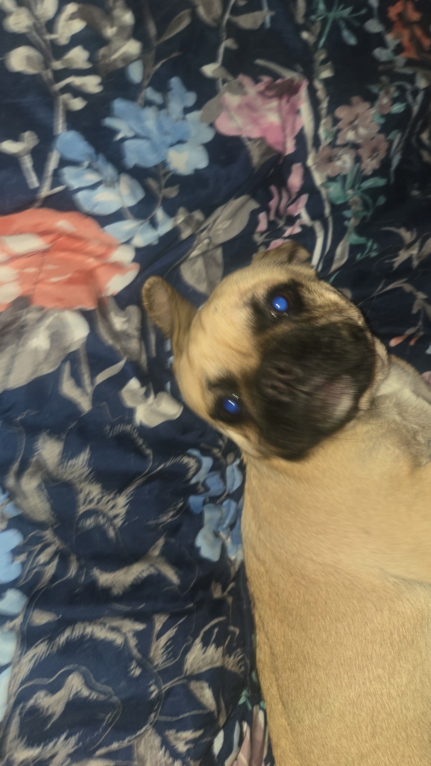 Sabastian – French Bulldog, Pug puppy for sale in Grants Pass, OR