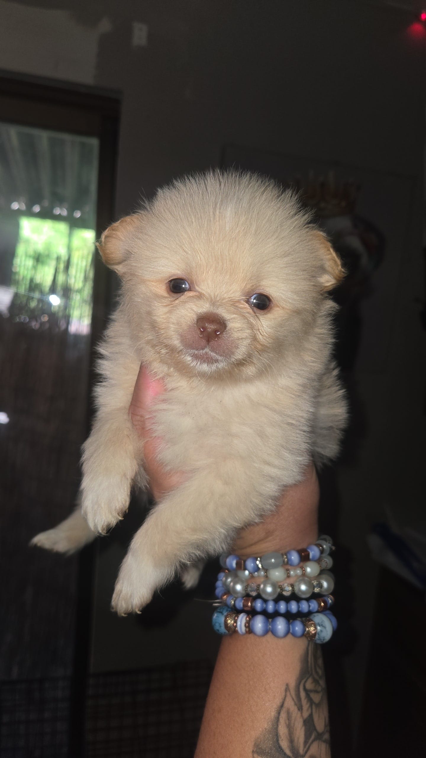 Coco – Pomeranian puppy for sale in Grants Pass, OR