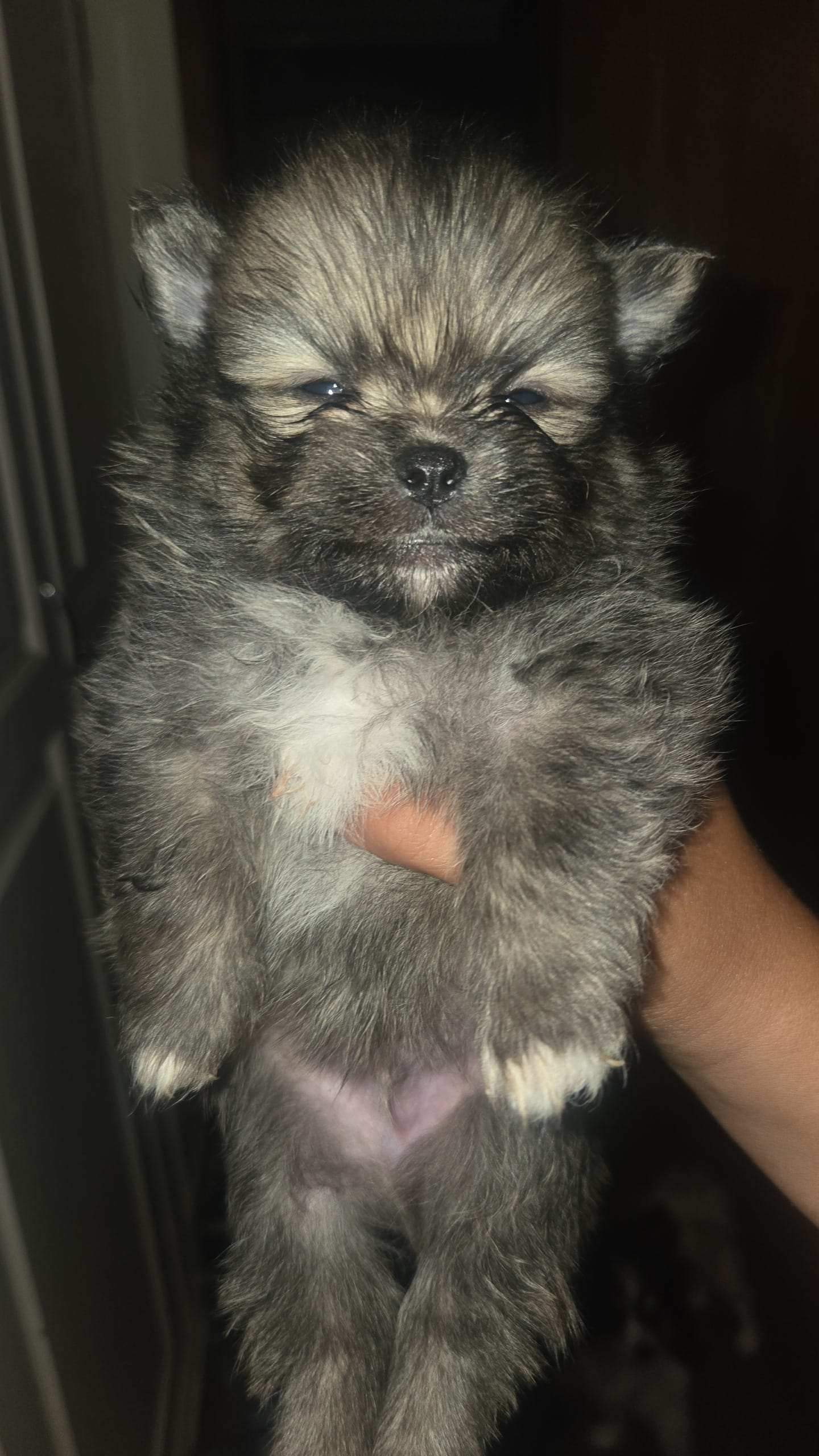 Tofu – Pomeranian puppy for sale in Grants Pass, OR