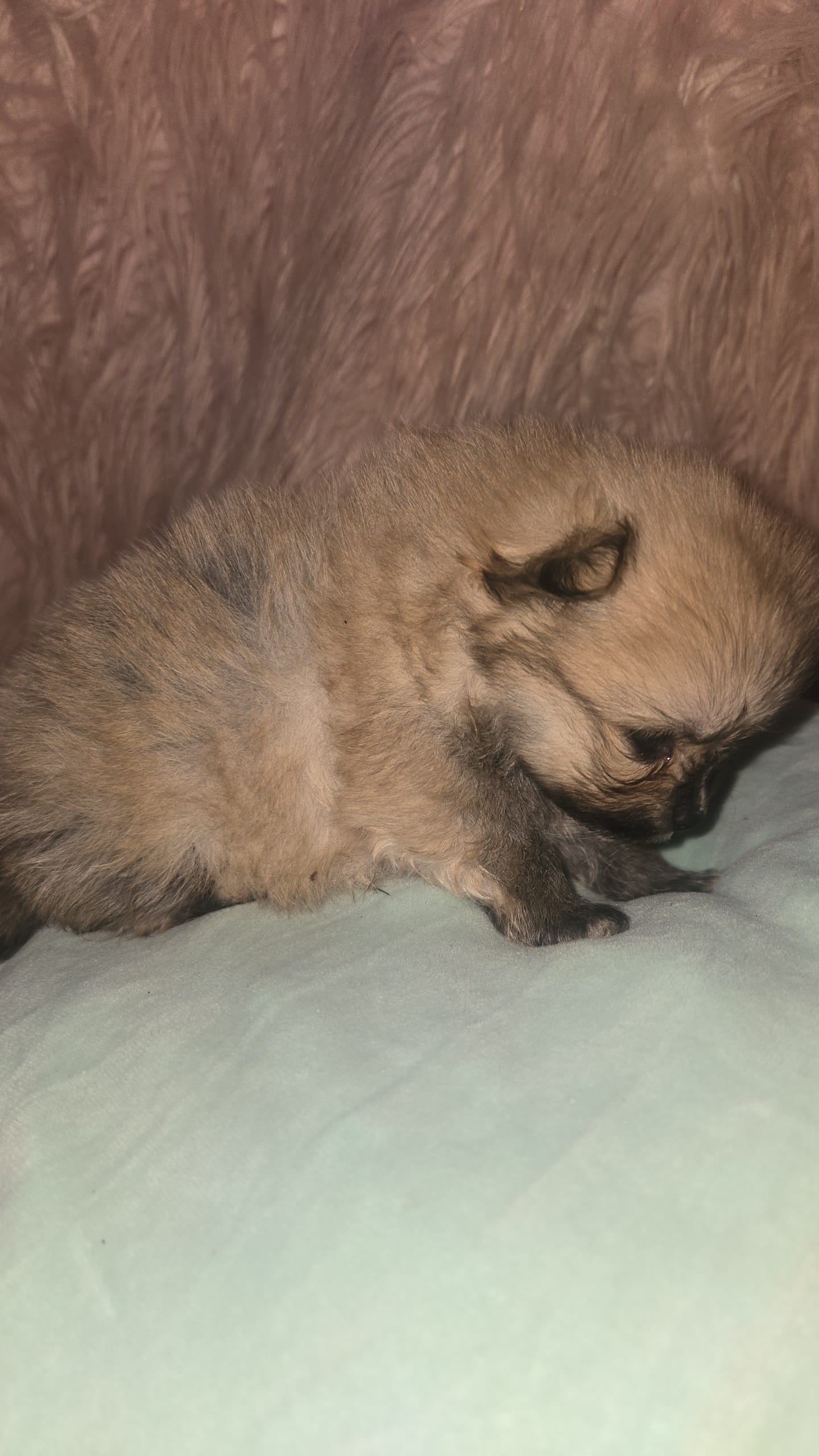 Mochi – Pomeranian puppy for sale in Grants Pass, OR