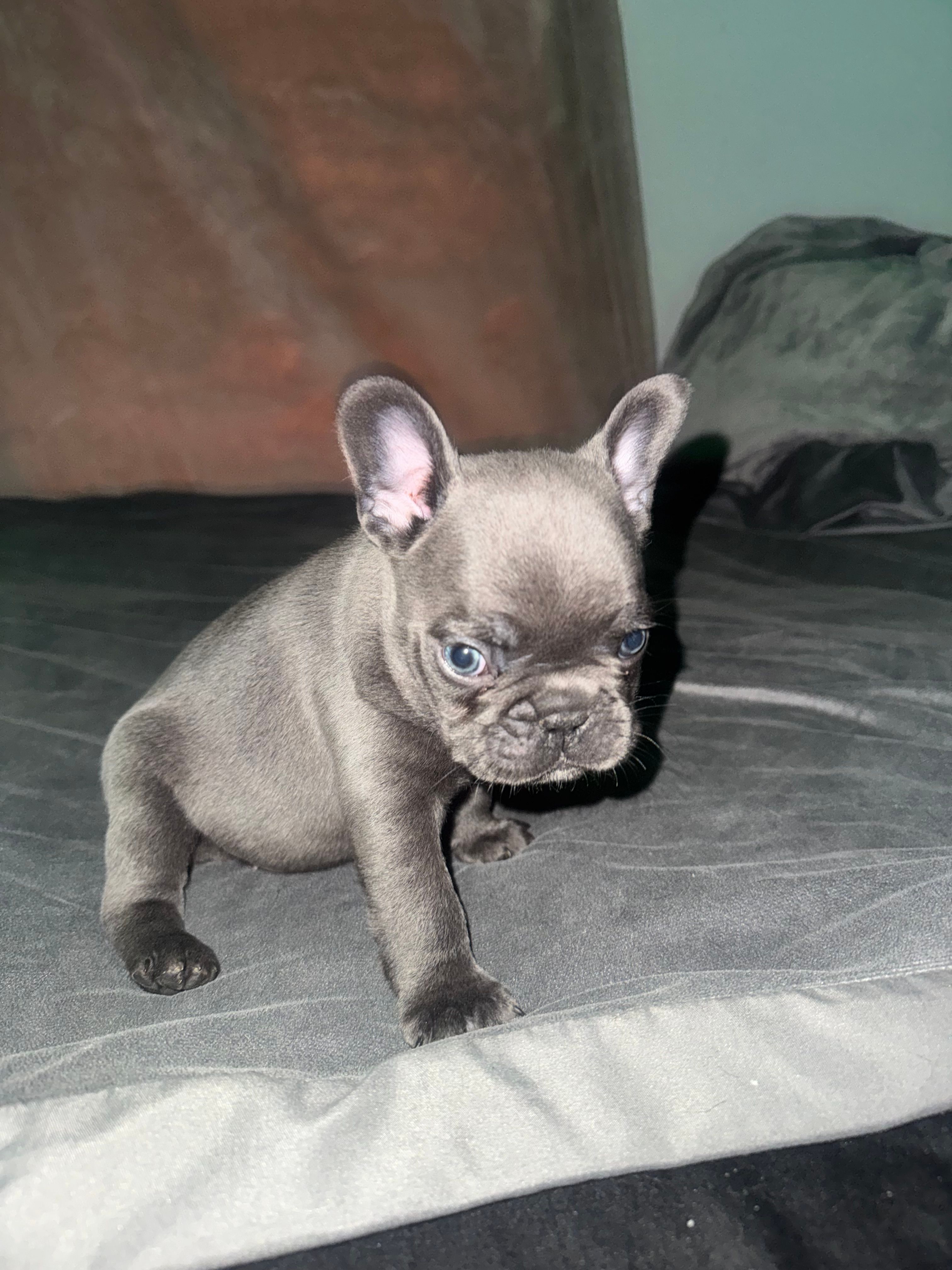Mr egg – French Bulldog puppy for sale in Kansas City, MO