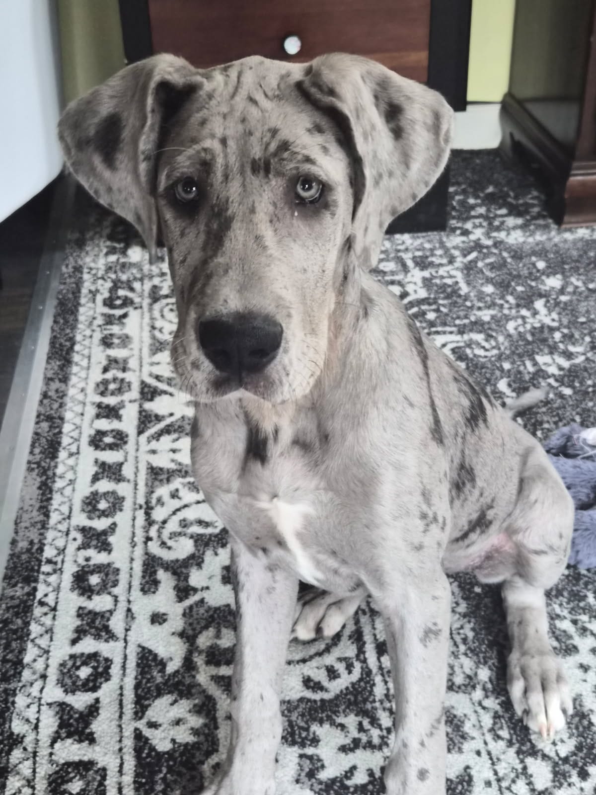 Bluey – Great Dane puppy for sale in Monson, MA
