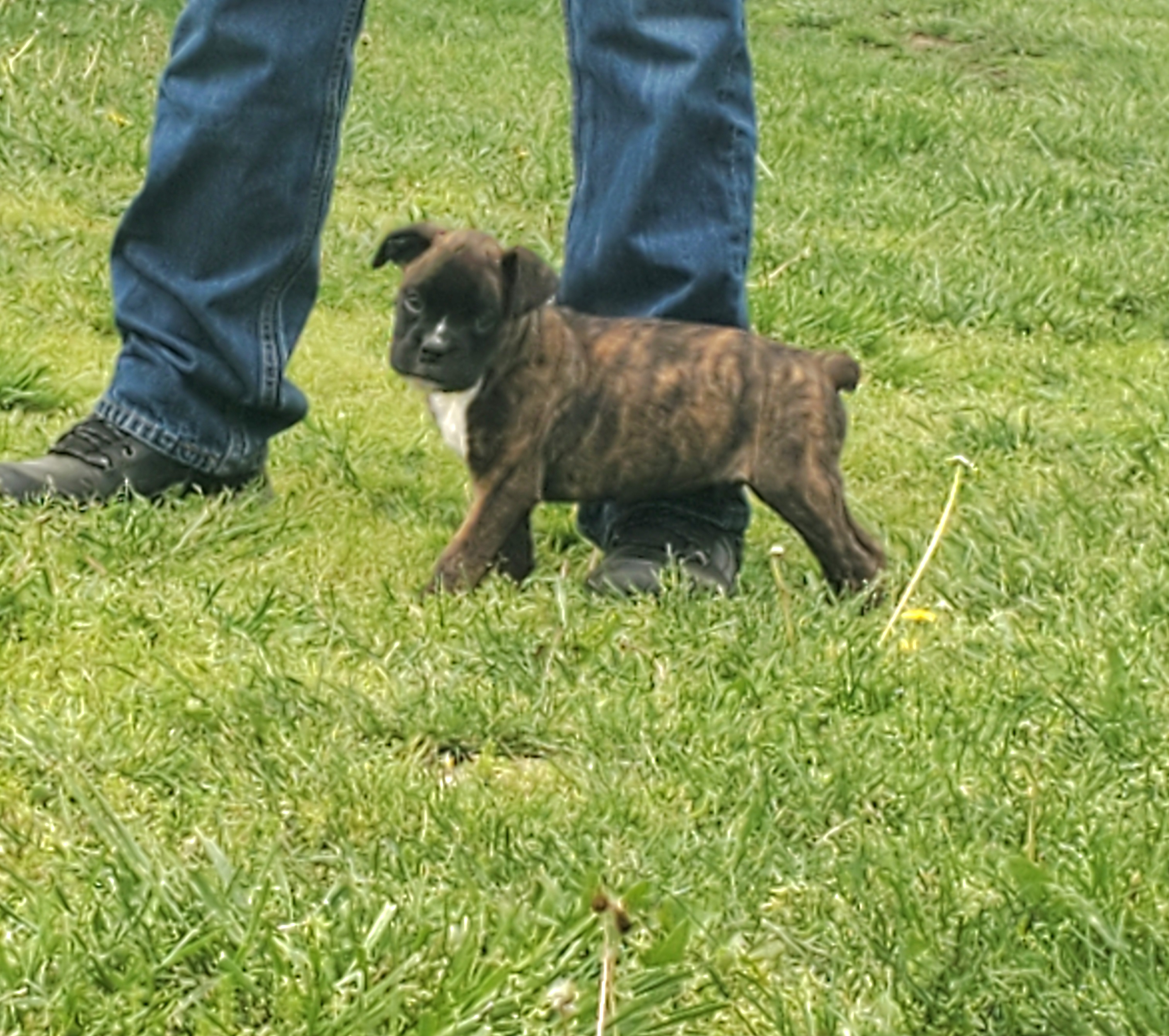 Max AKC  – Boxer puppy for sale in Ava, MO
