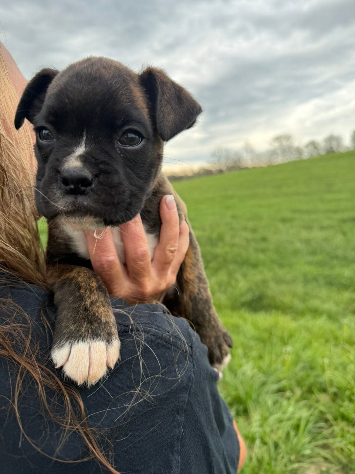 Max AKC  – Boxer puppy for sale in Ava, MO