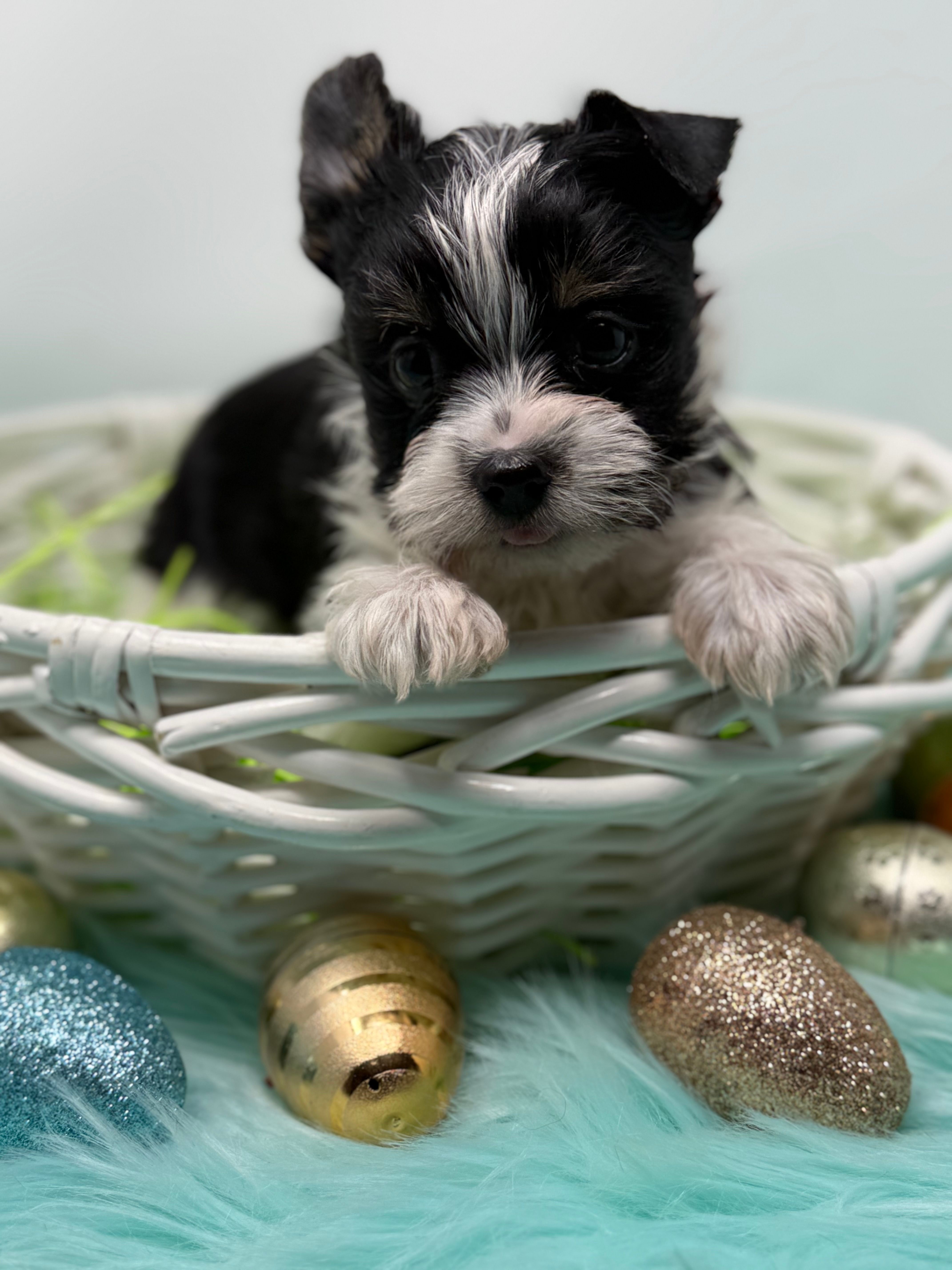 Oreo – Yorkshire Terrier puppy for sale in Tarpon Springs, FL