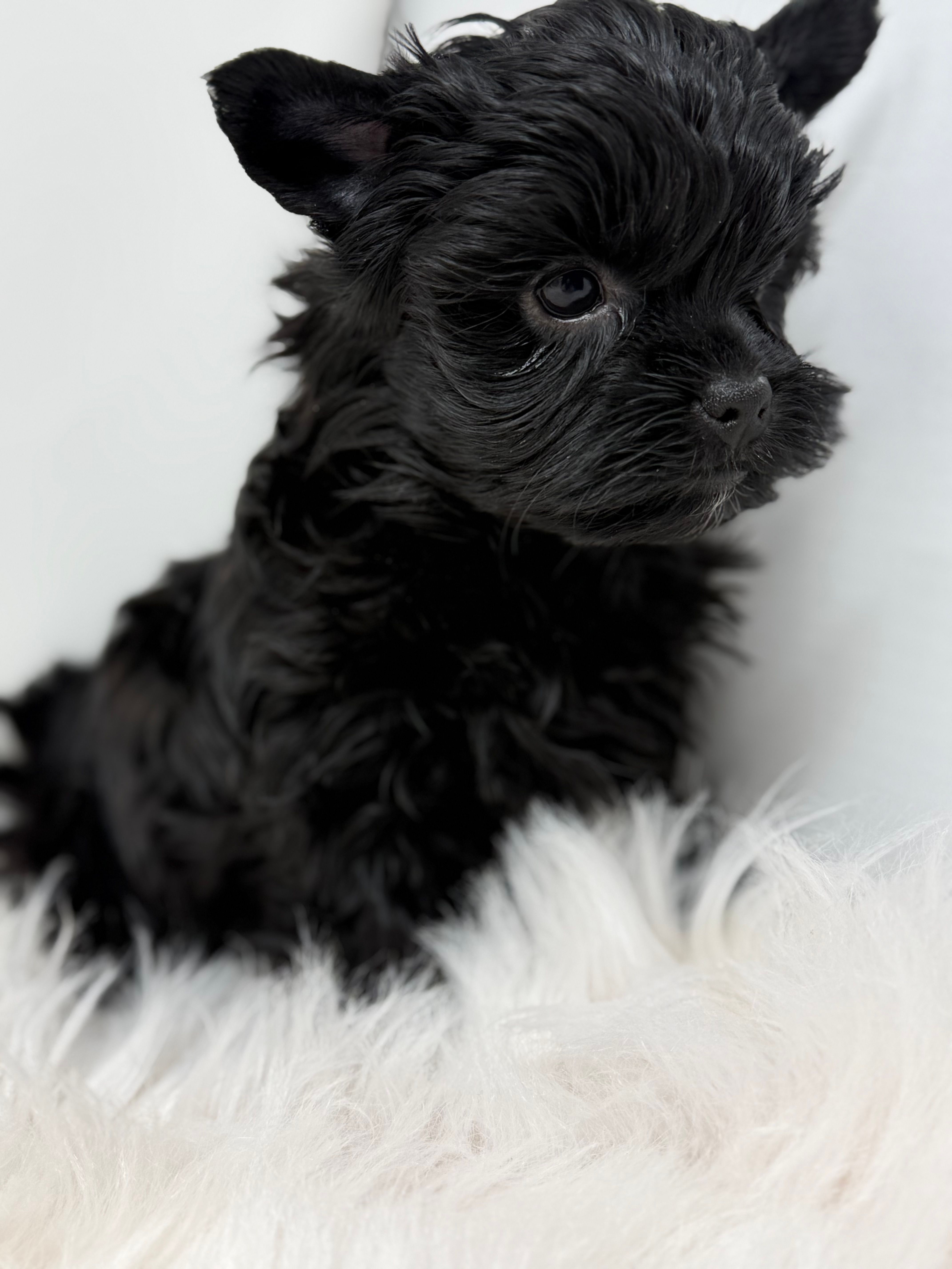 Onyx  – Yorkshire Terrier puppy for sale in Tarpon Springs, FL
