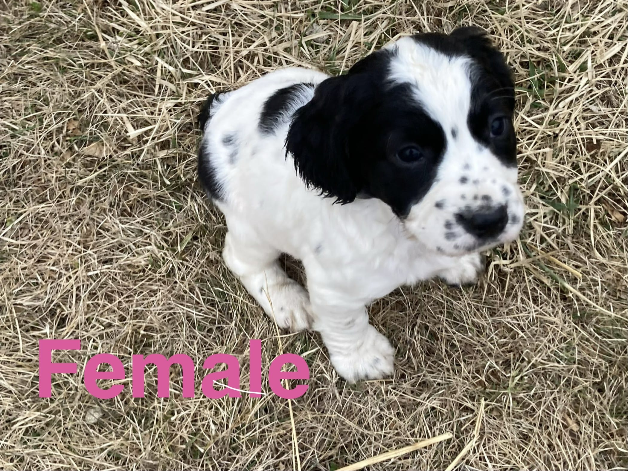 Black and White Female