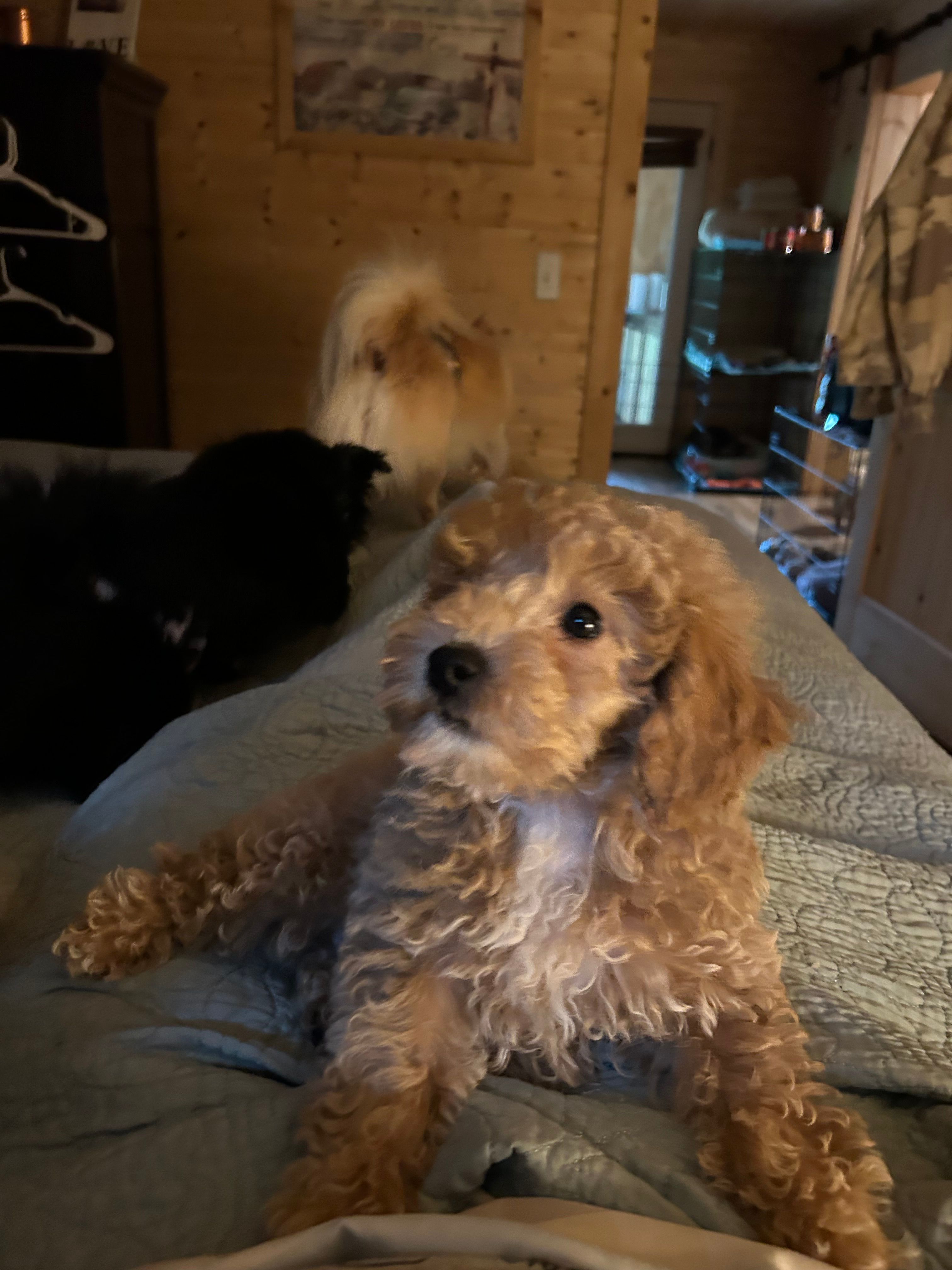 Poodle boy 2 reduced. – Poodle - Miniature  puppy for sale in Hayesville, NC