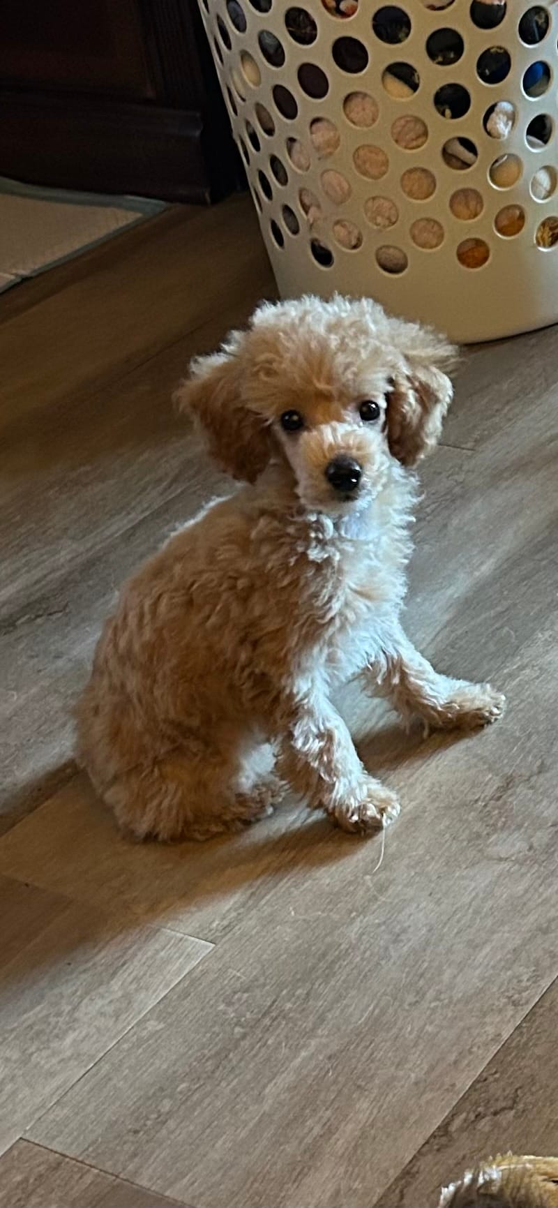 Poodle boy  Apricot – Poodle - Miniature  puppy for sale in Hayesville, NC