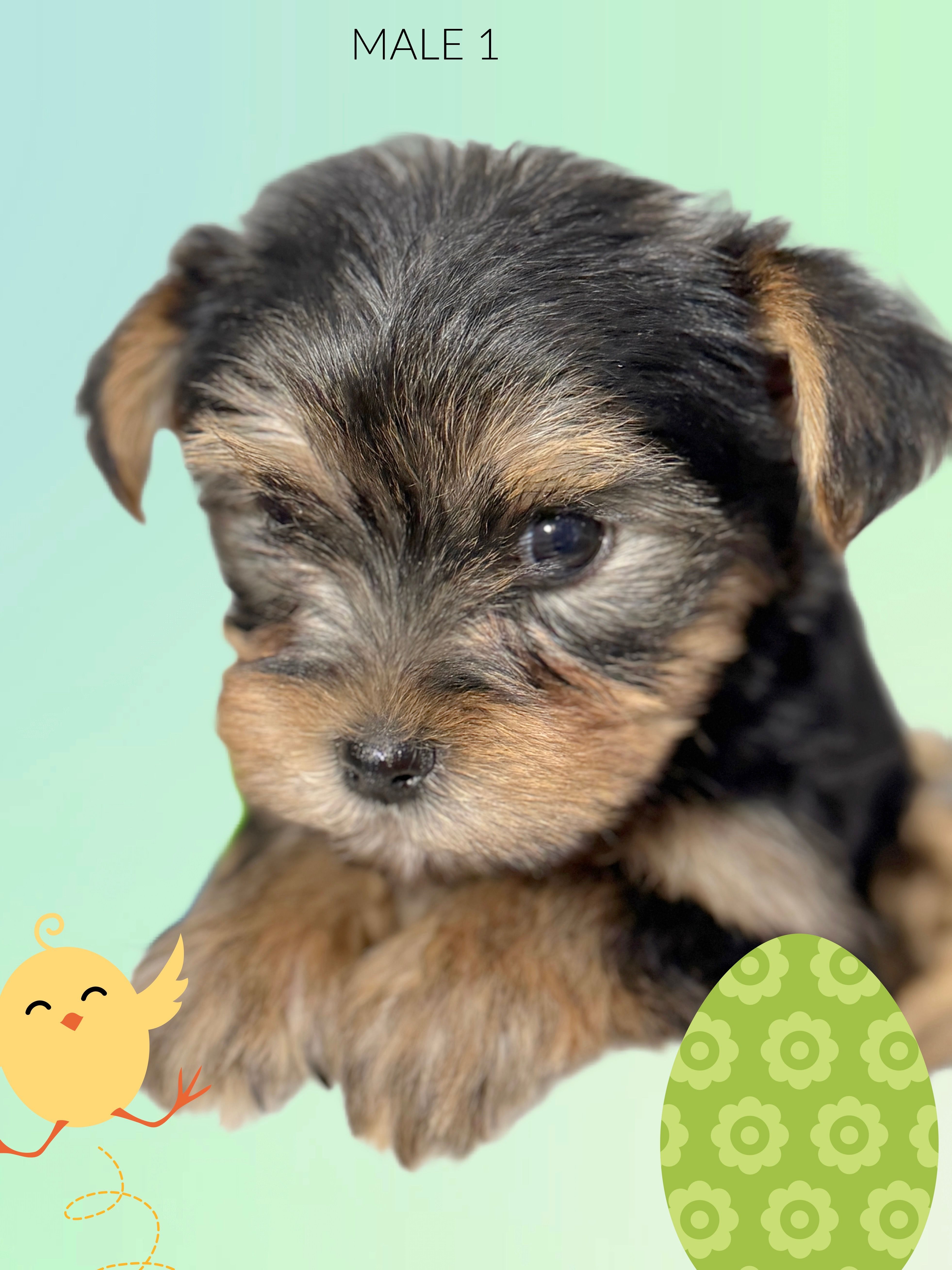 Yorkie boy 3 – Yorkshire Terrier puppy for sale in Hayesville, NC