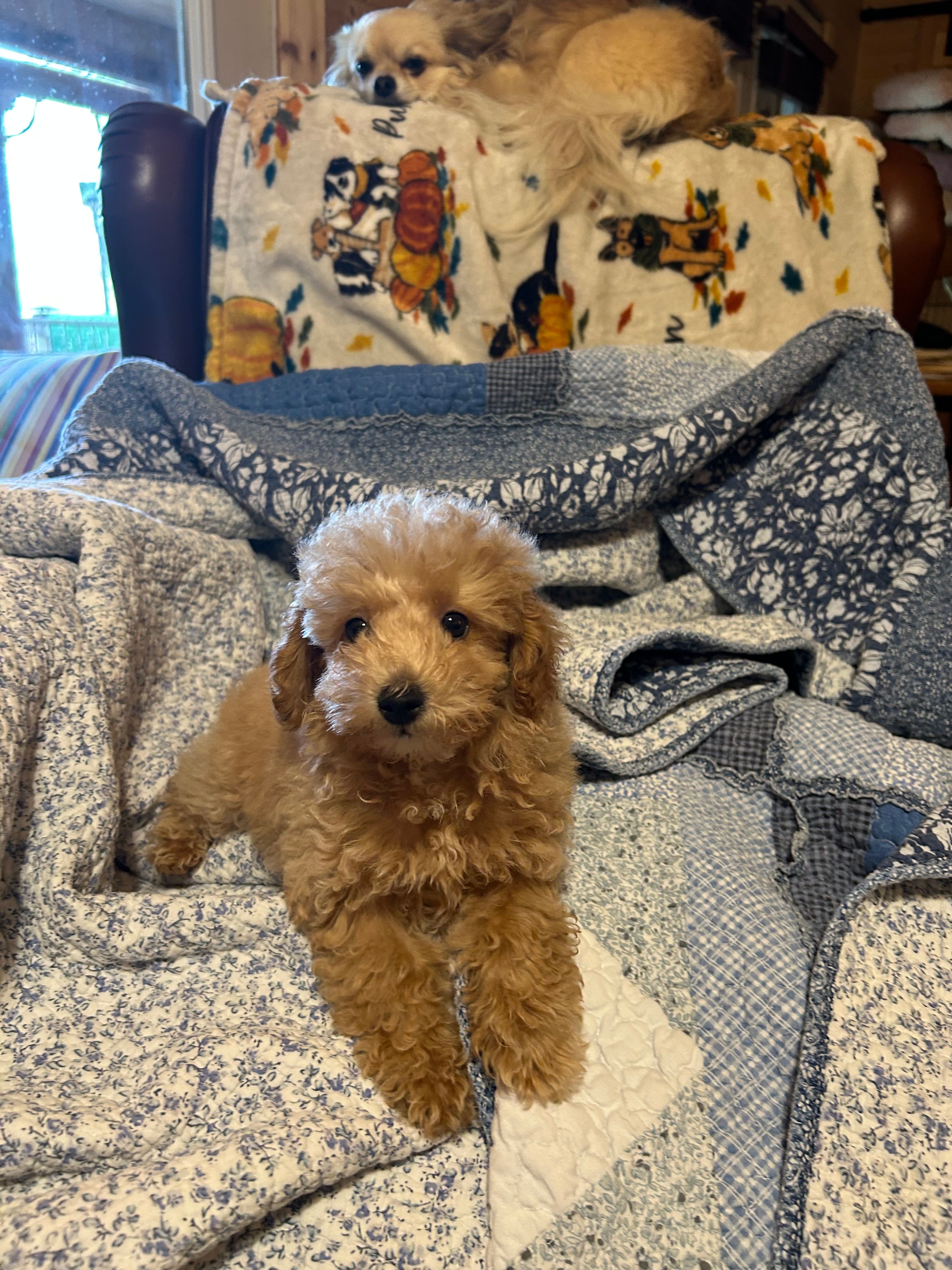 Poodle boy runt – Poodle - Miniature  puppy for sale in Hayesville, NC
