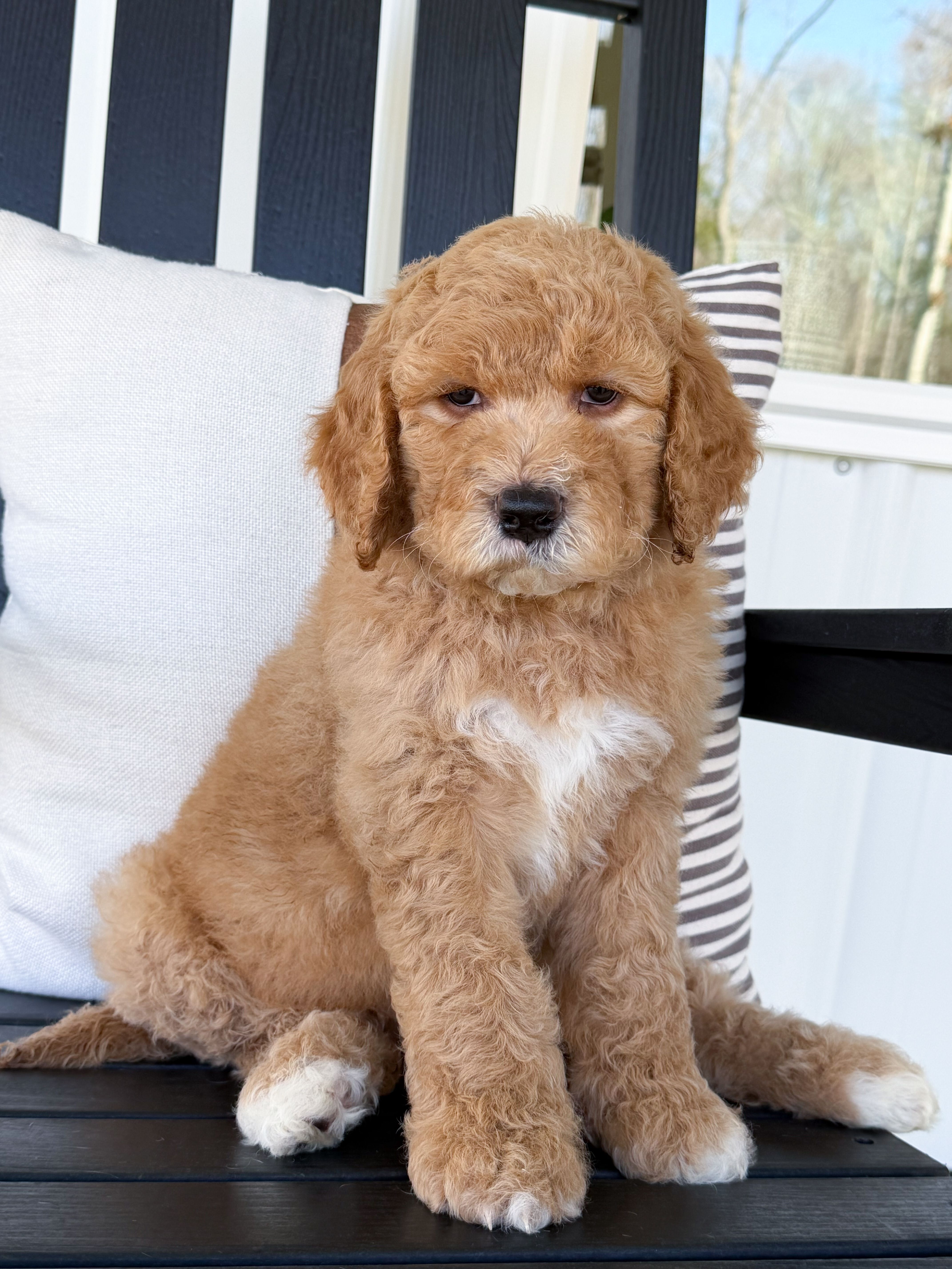 Raleigh – Goldendoodle puppy for sale in Amelia Court House, VA