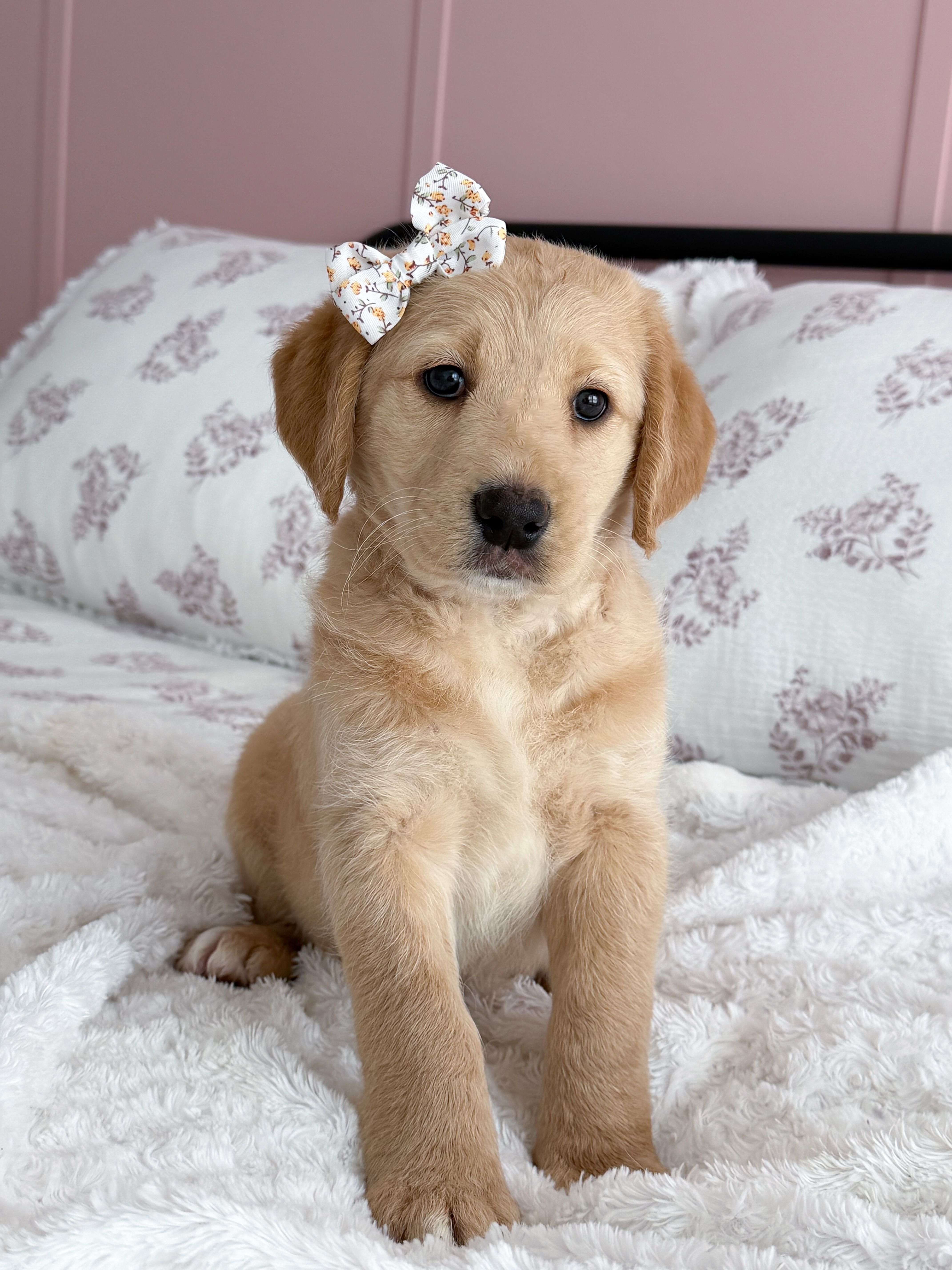 Navy  – Labradoodle puppy for sale in Amelia Court House, VA