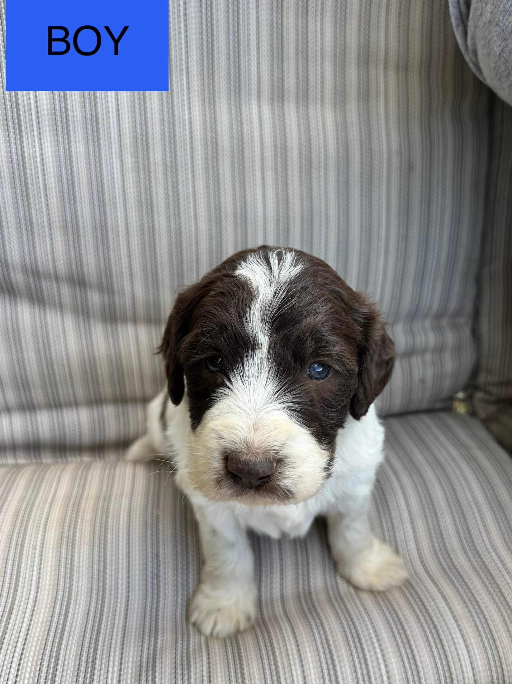 Jeffery – Double Doodle puppy for sale in Lexington, NC