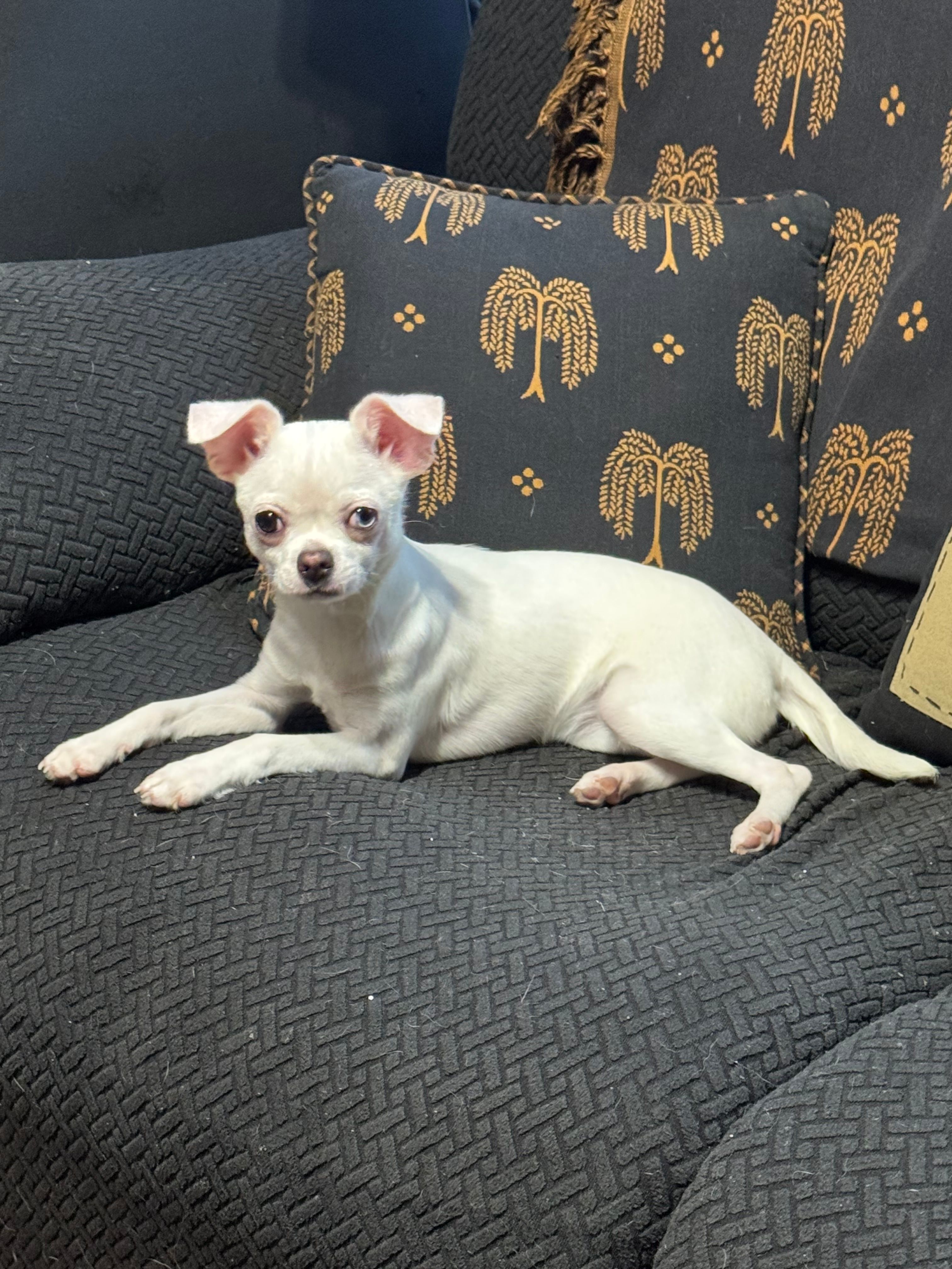 Bloom – Chihuahua puppy for sale in Lacona, NY