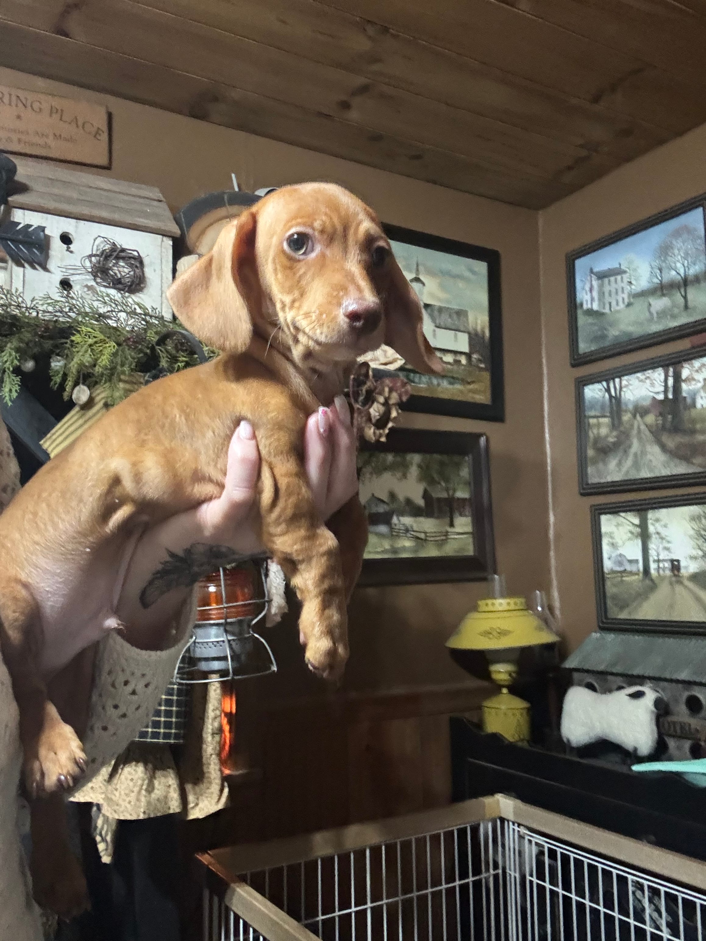 Red boy – Miniature Dachshund puppy for sale in Lacona, NY
