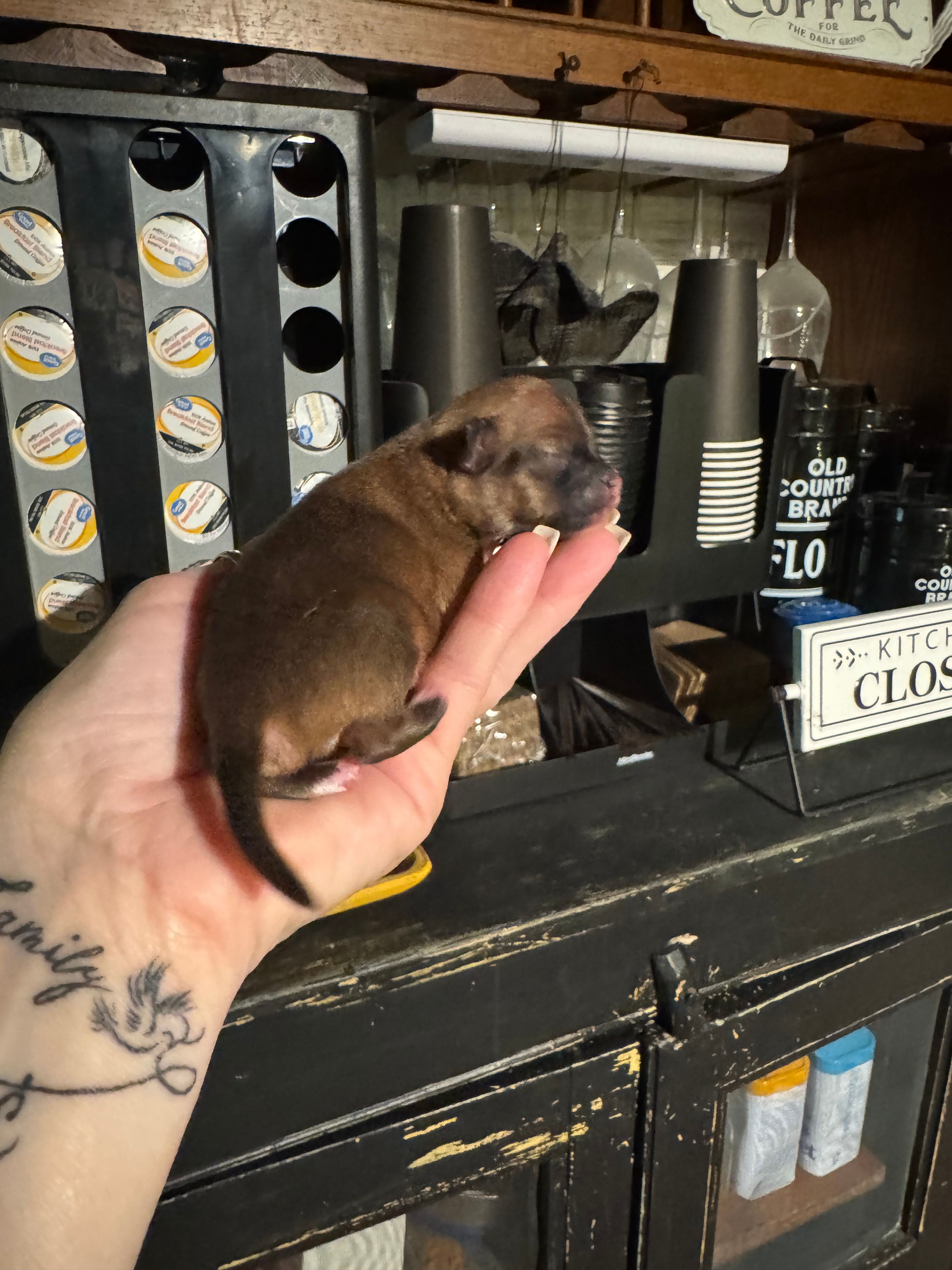 Trues boy 2 – Chihuahua puppy for sale in Lacona, NY