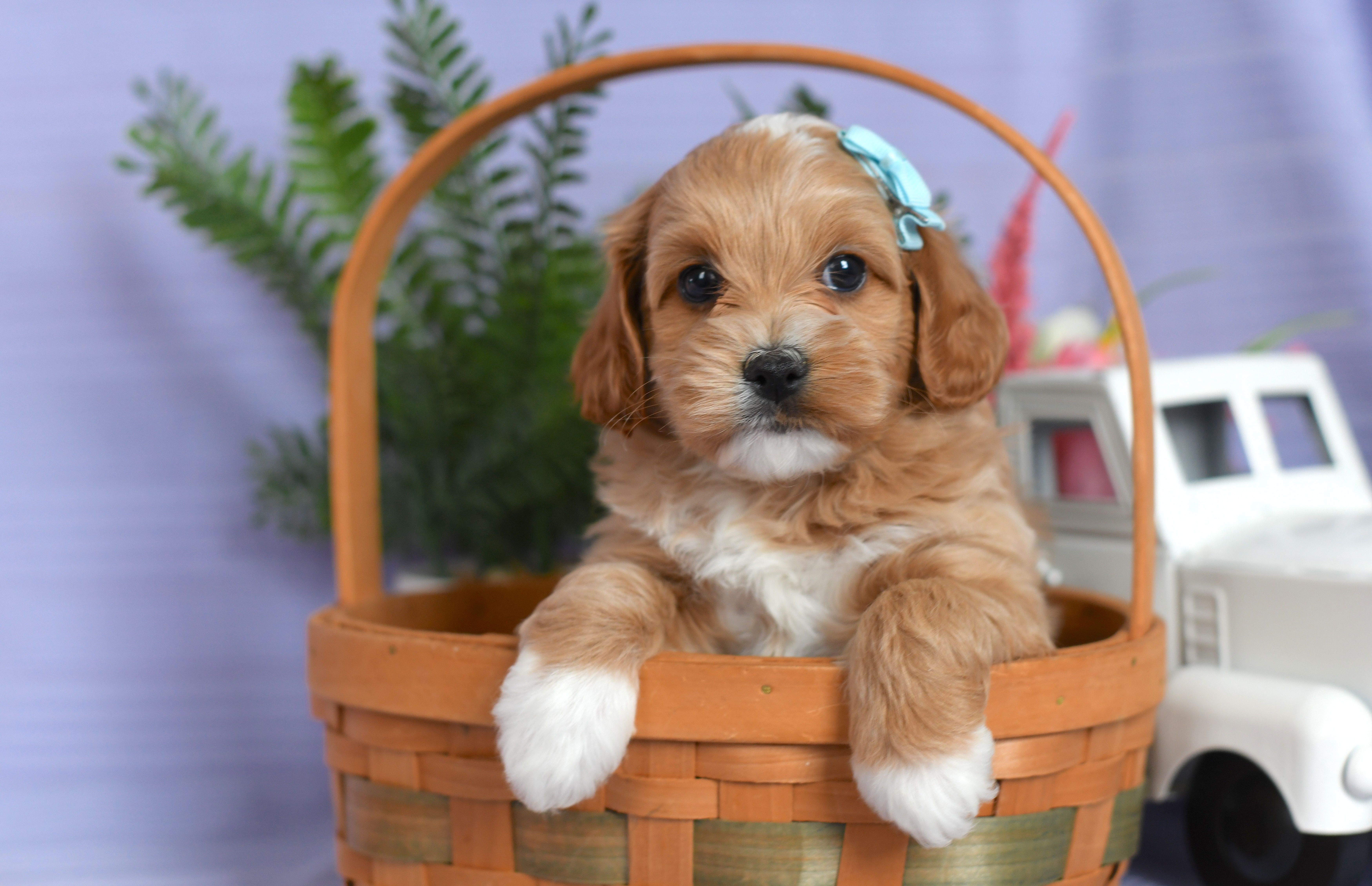 Bella – Cockapoo puppy for sale in Ligonier, IN