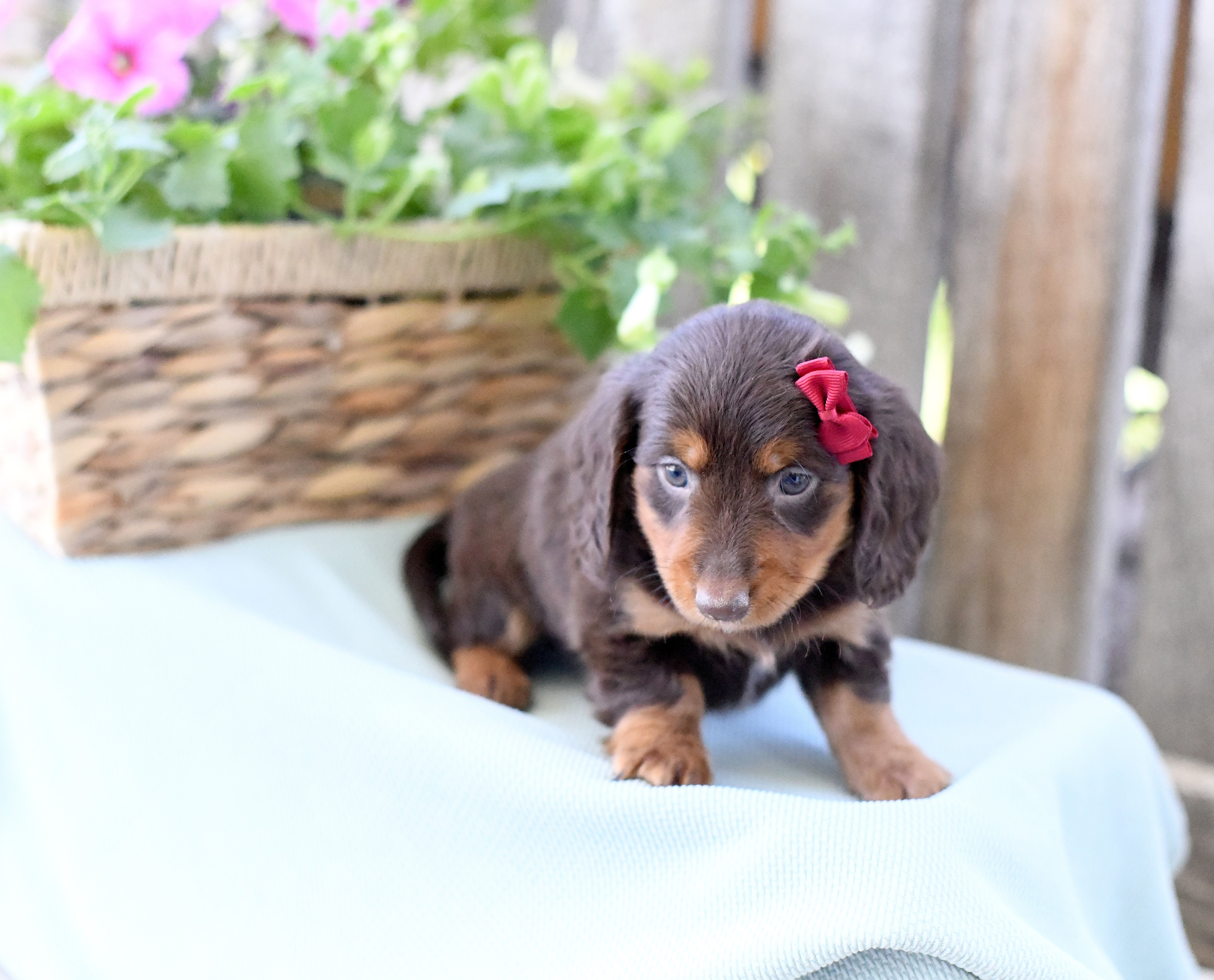 Fawn – Dachshund puppy for sale in Ligonier, IN