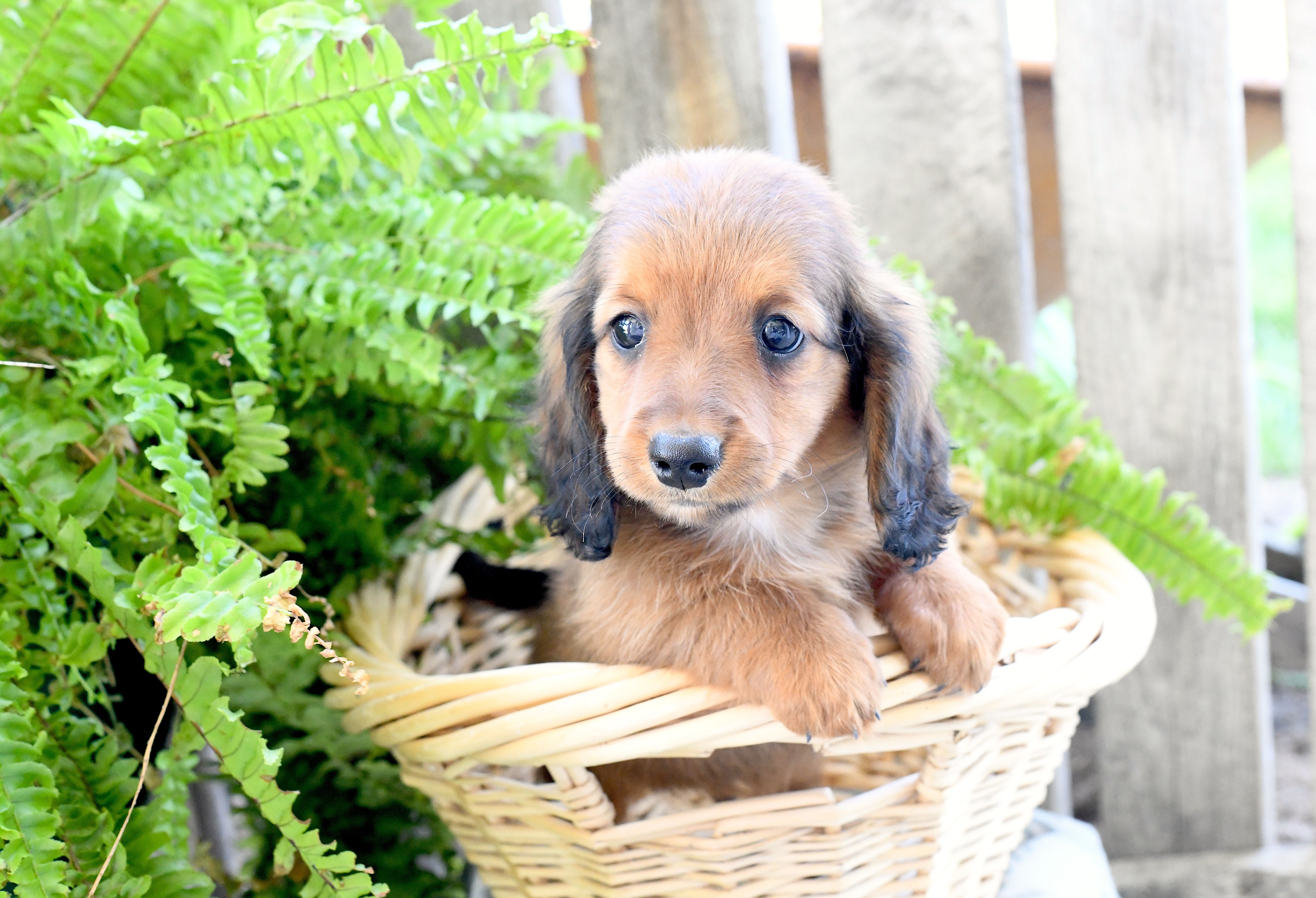 Darius – Miniature Dachshund puppy for sale in Ligonier, IN
