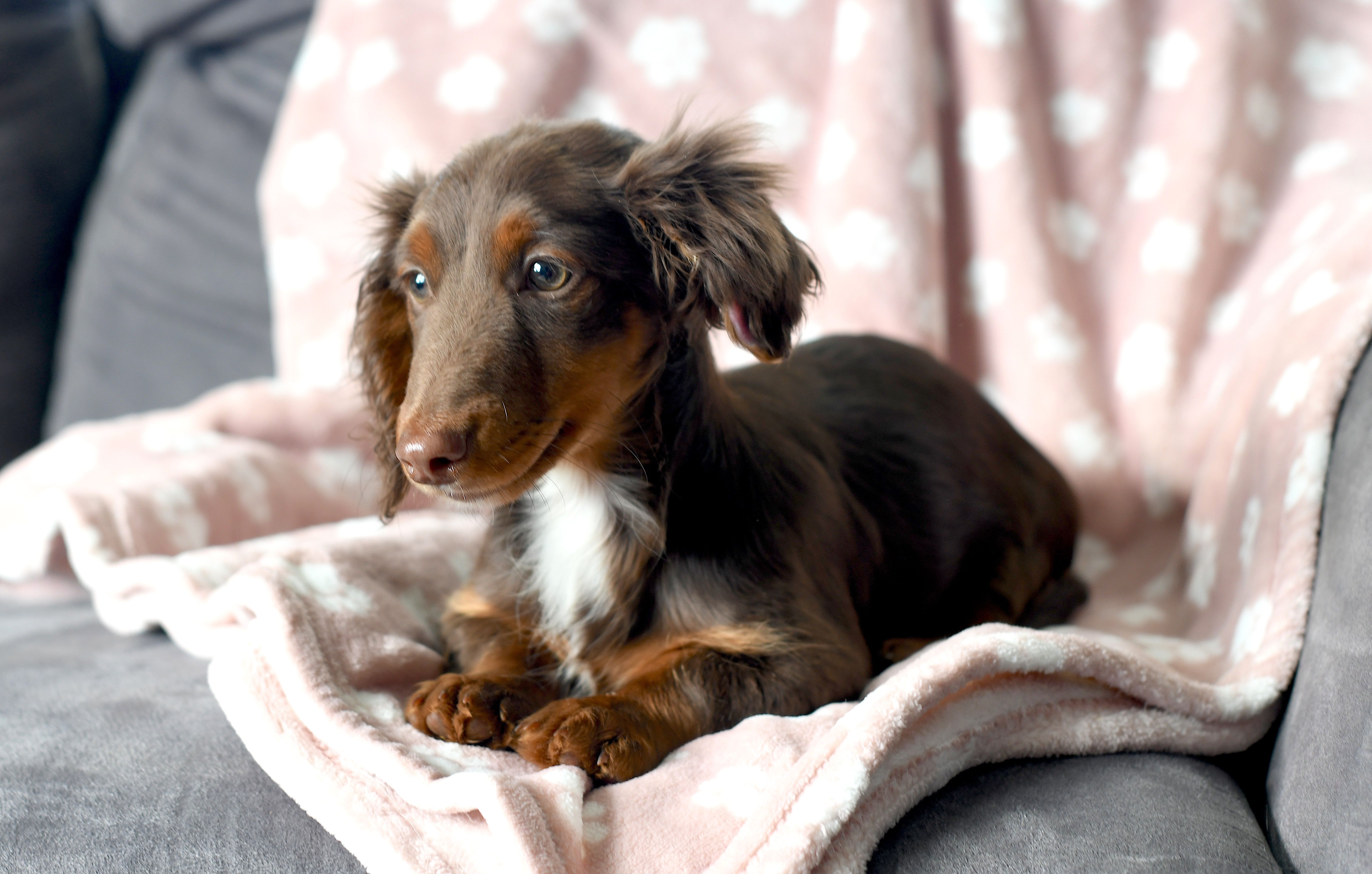 Ziggy – Miniature Dachshund puppy for sale in Ligonier, IN
