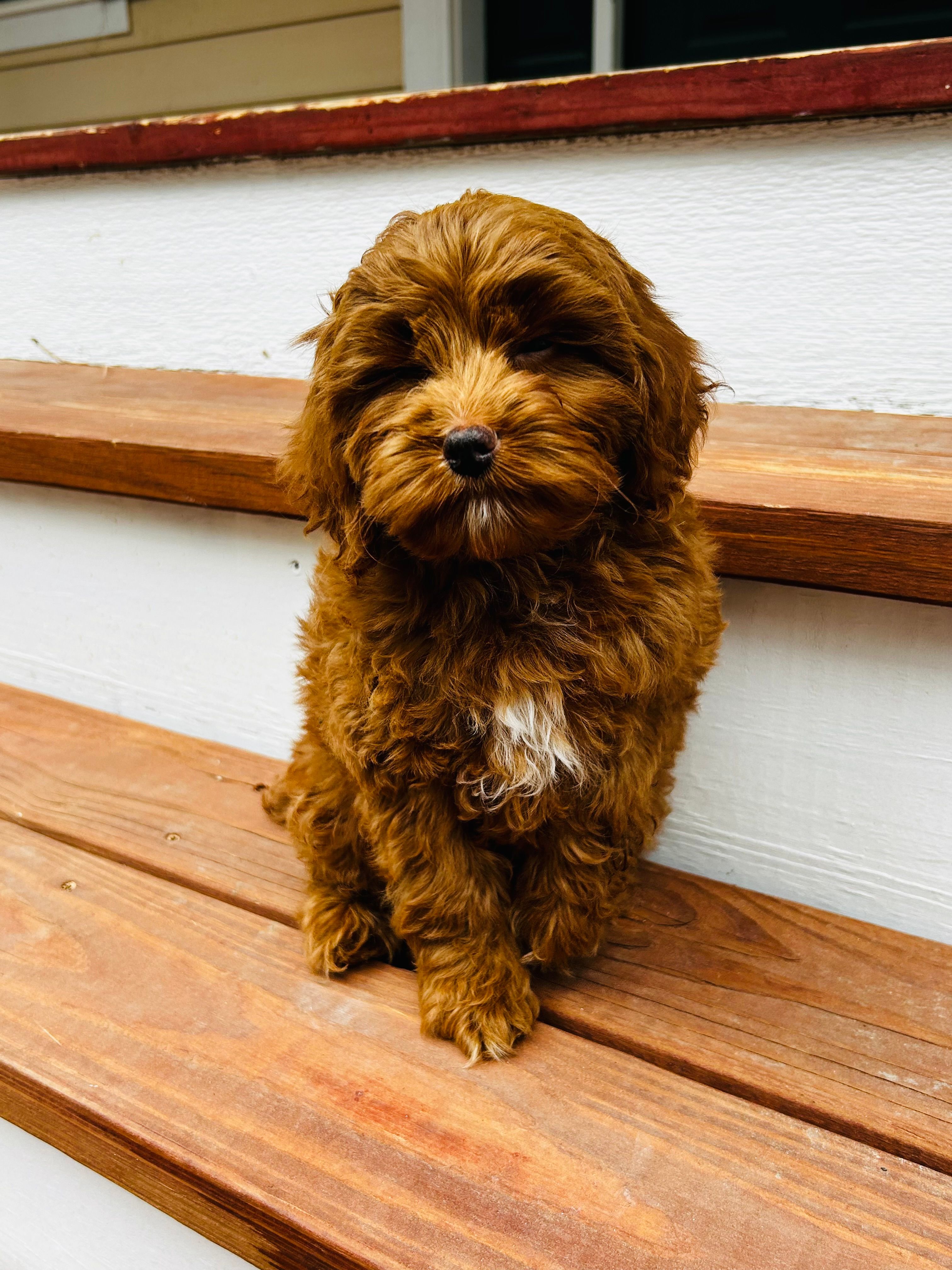 Lily – Cockapoo puppy for sale in Colorado Springs, CO