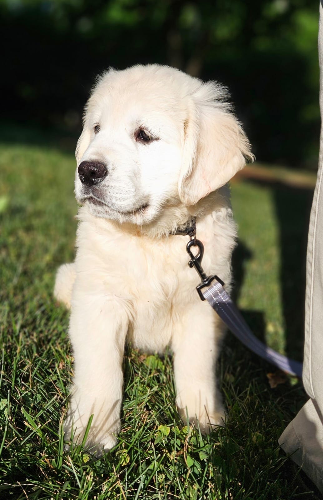 Quincy – English Cream Golden Retriever puppy for sale in Hiddenite, NC