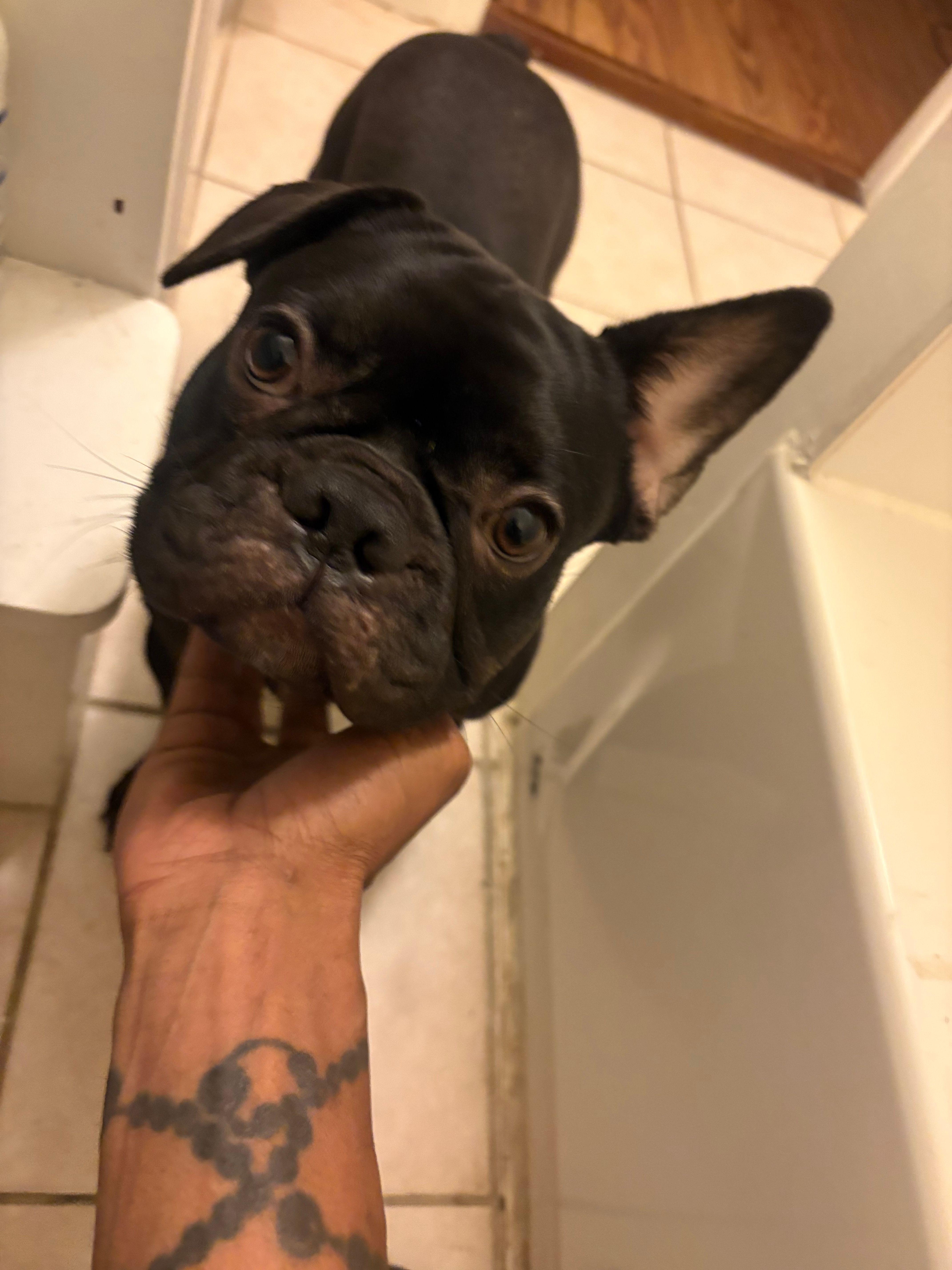 Zeus – French Bulldog puppy for sale in White Plains, NY