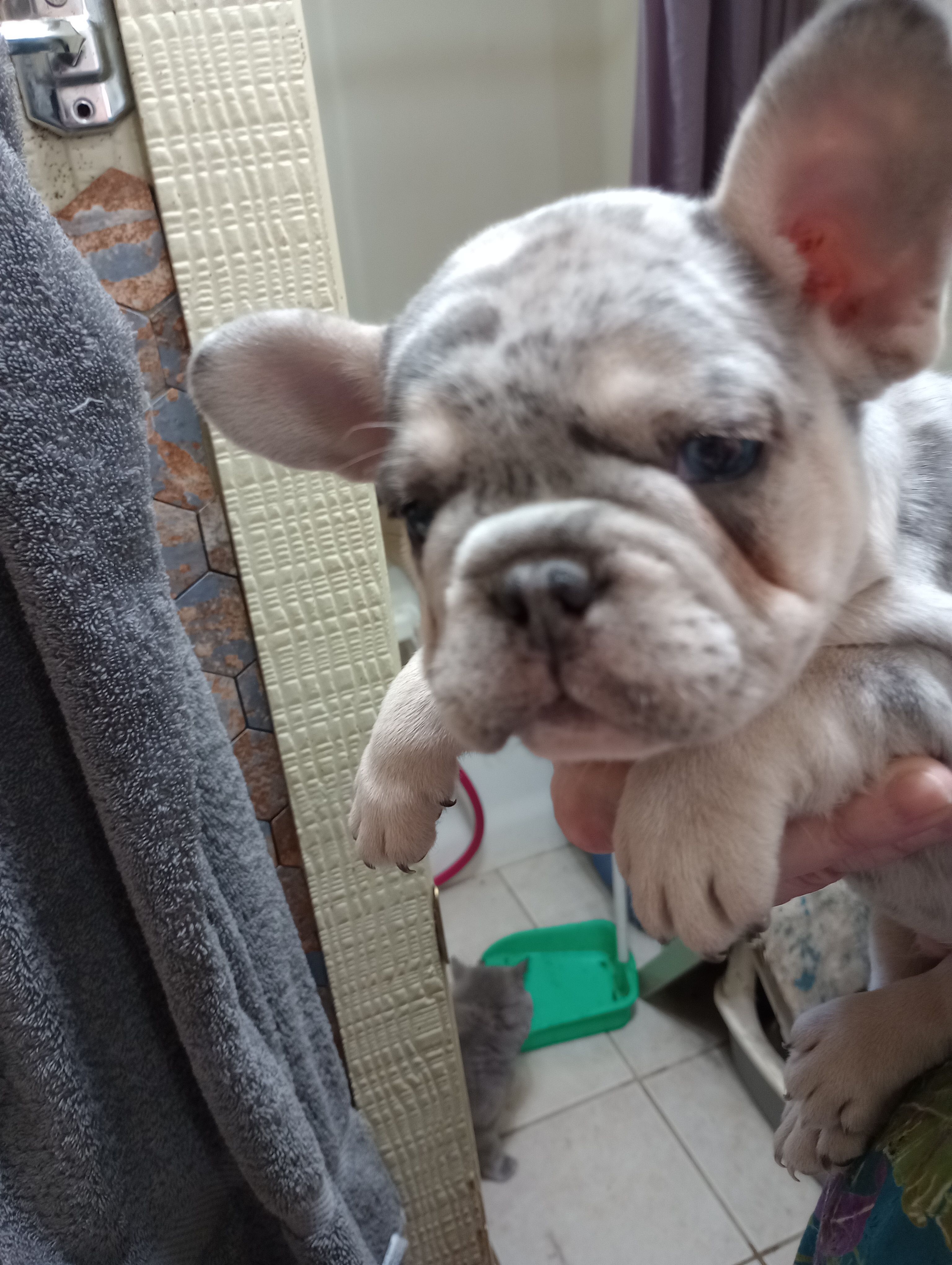 blue&tan merle – French Bulldog puppy for sale in Lancaster, CA