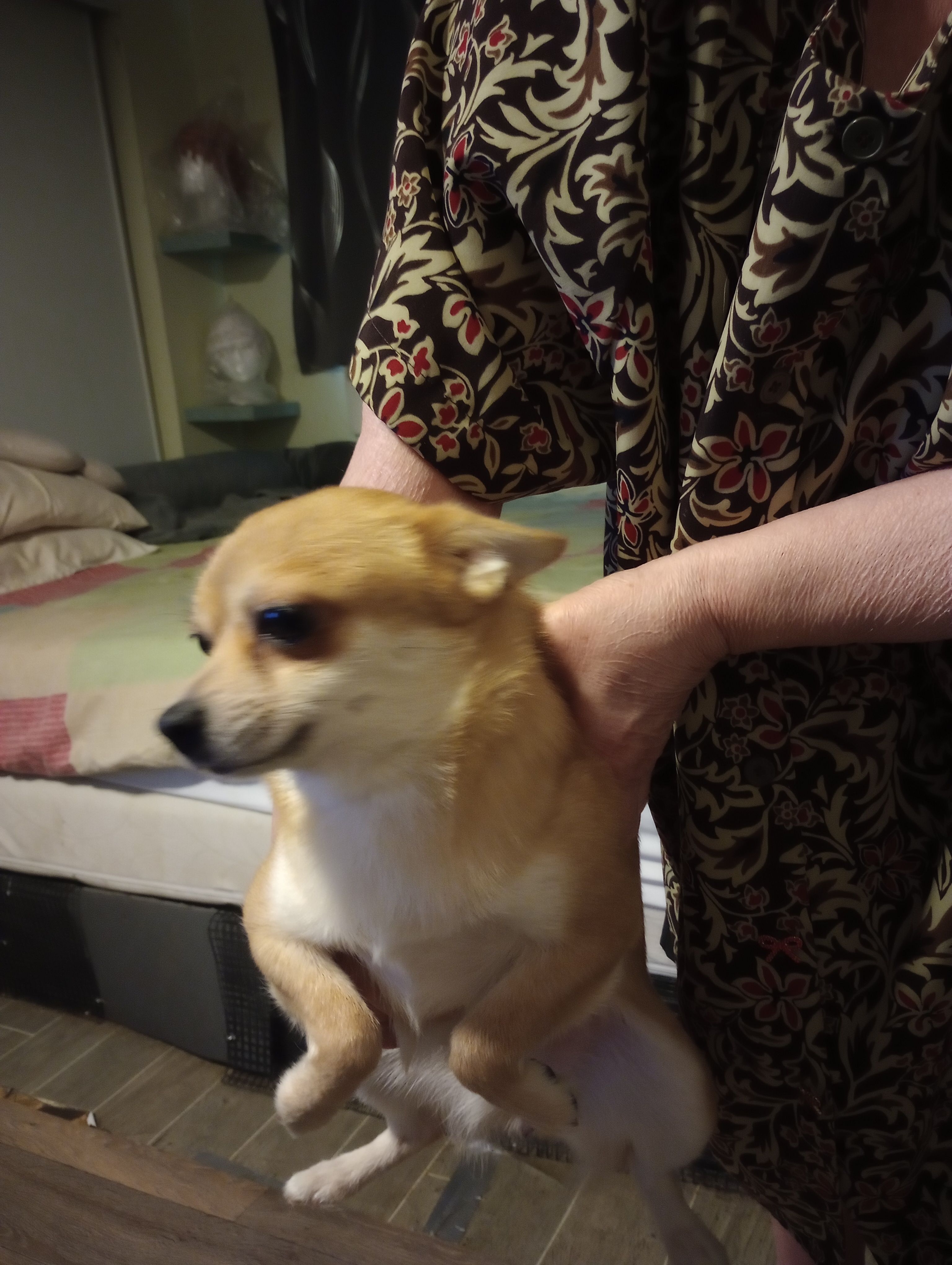 foxy – Chihuahua puppy for sale in Lancaster, CA