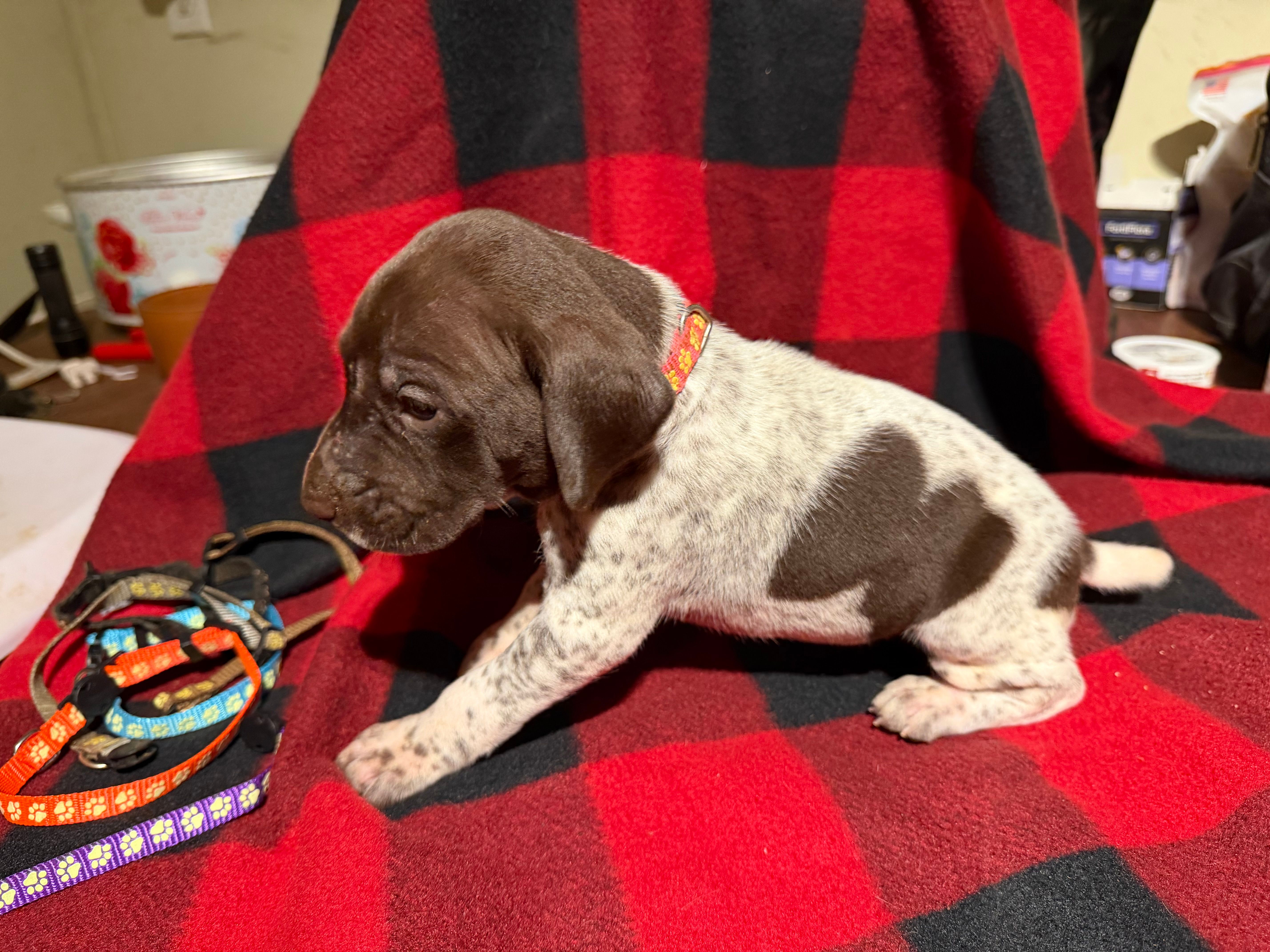 Pink – German Shorthaired Pointer puppy for sale in Jackson, GA