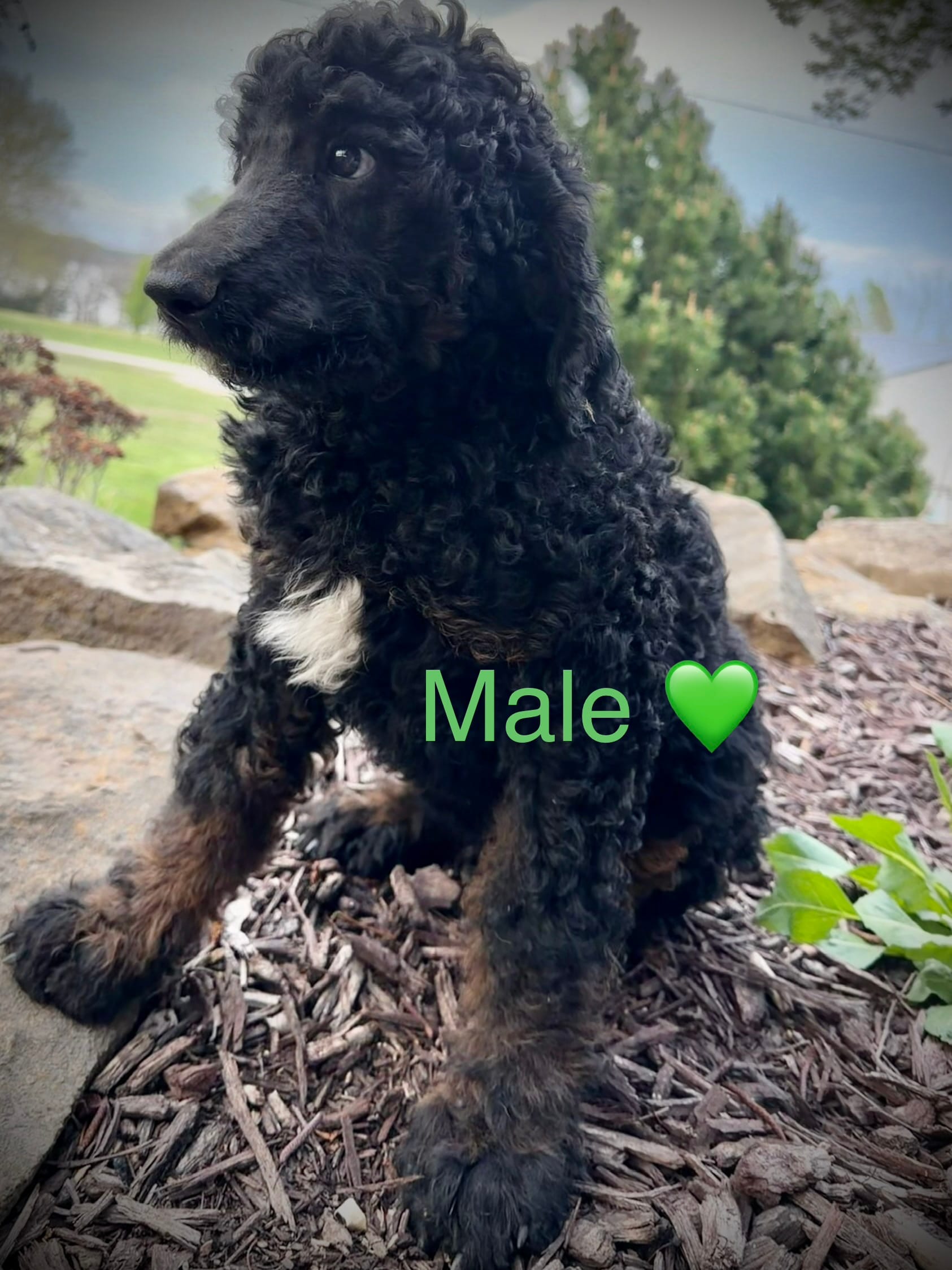 Levi – Poodle - Standard  puppy for sale in Vassar, KS